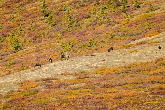 Alaska Caribou-359 Medium.jpeg