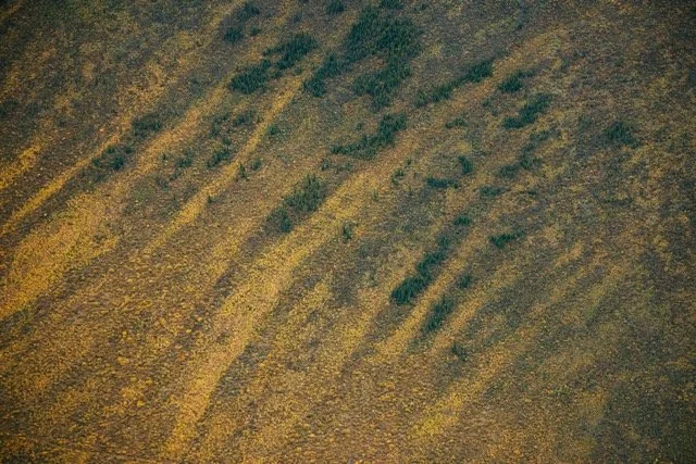 Alaska Caribou-46 Medium.jpeg