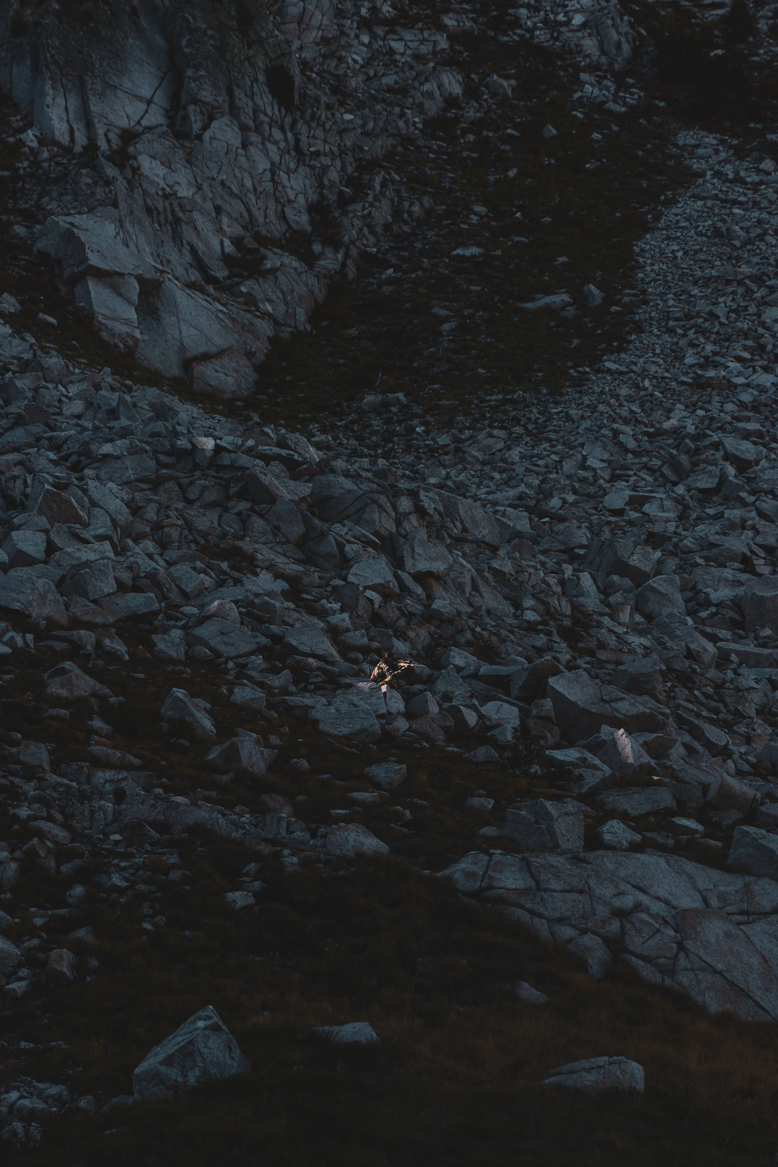 MTN Goat edited-5604.jpg