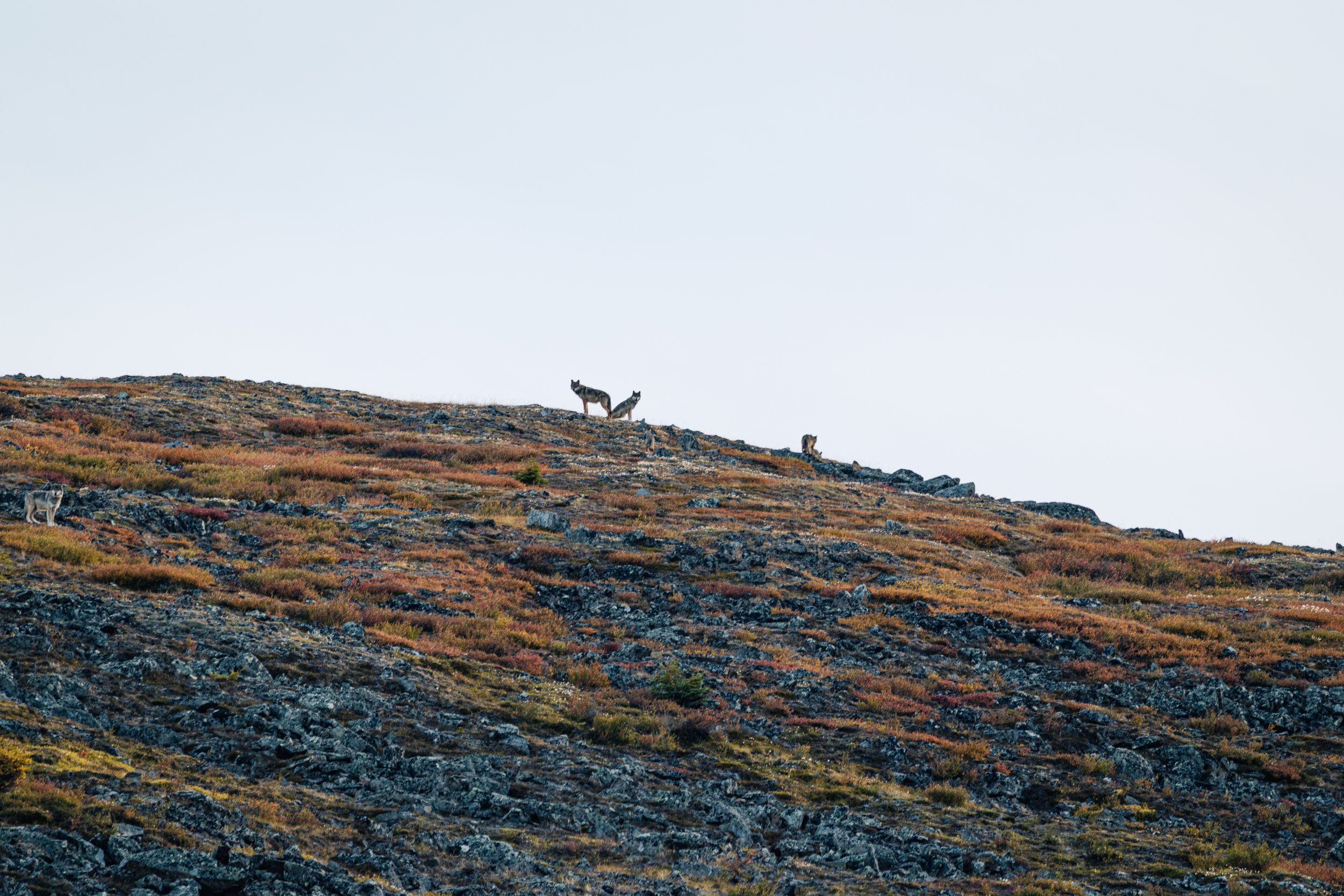 Alaska Caribou-99.jpeg