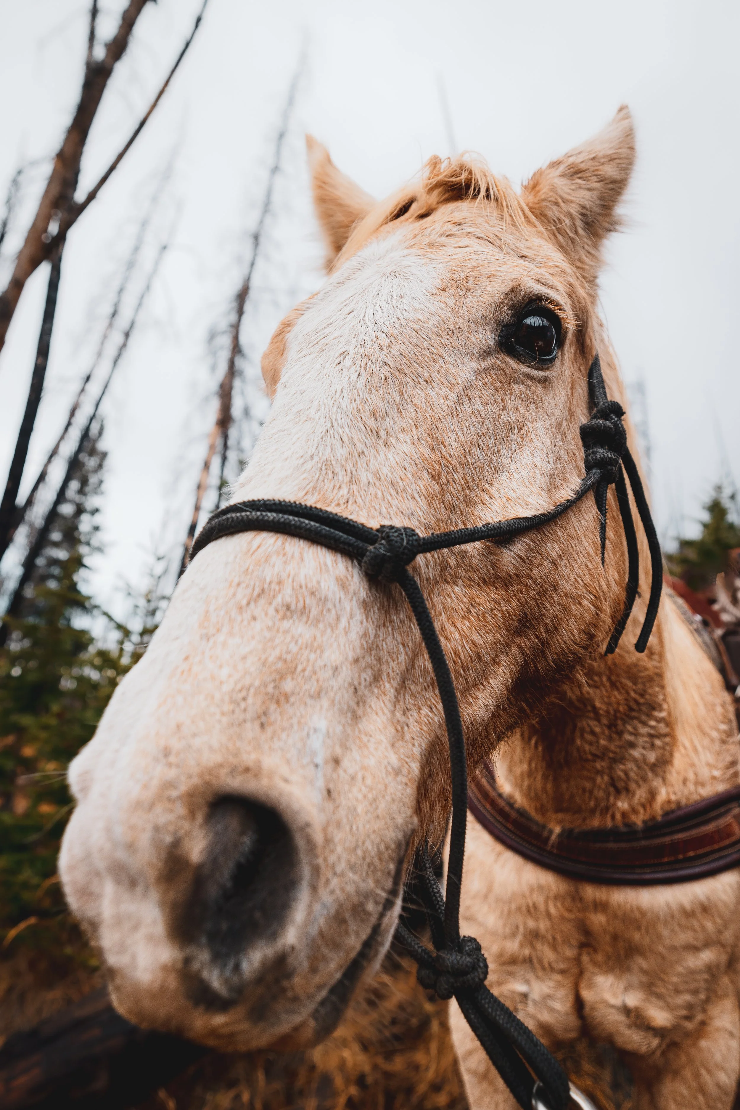 Hunters Quest - Elk-0239.jpg