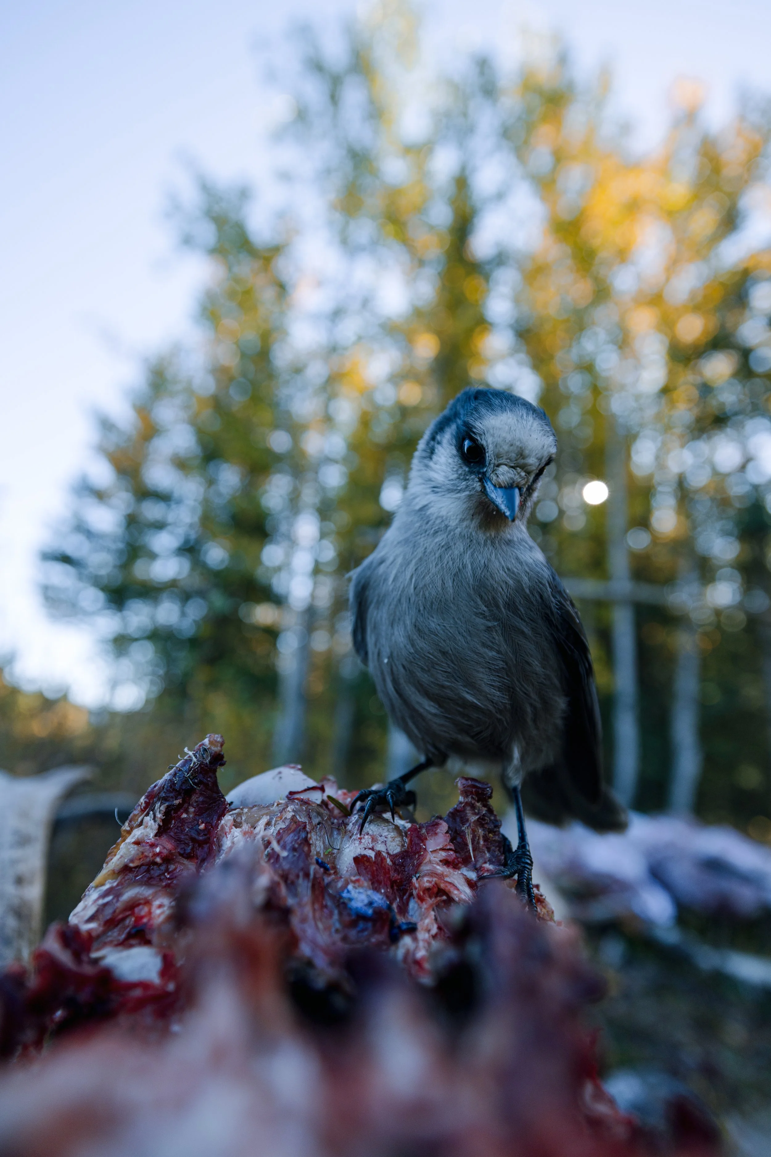 Alaska Caribou-727.jpeg