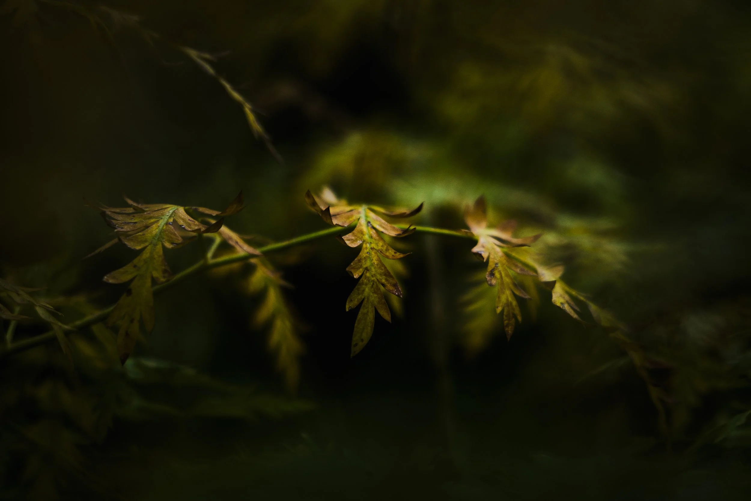 test images walking reel-1582.jpg