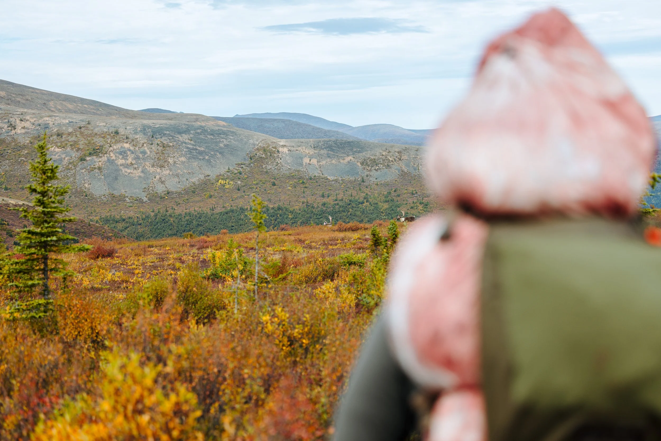 Alaska Caribou-577.jpeg