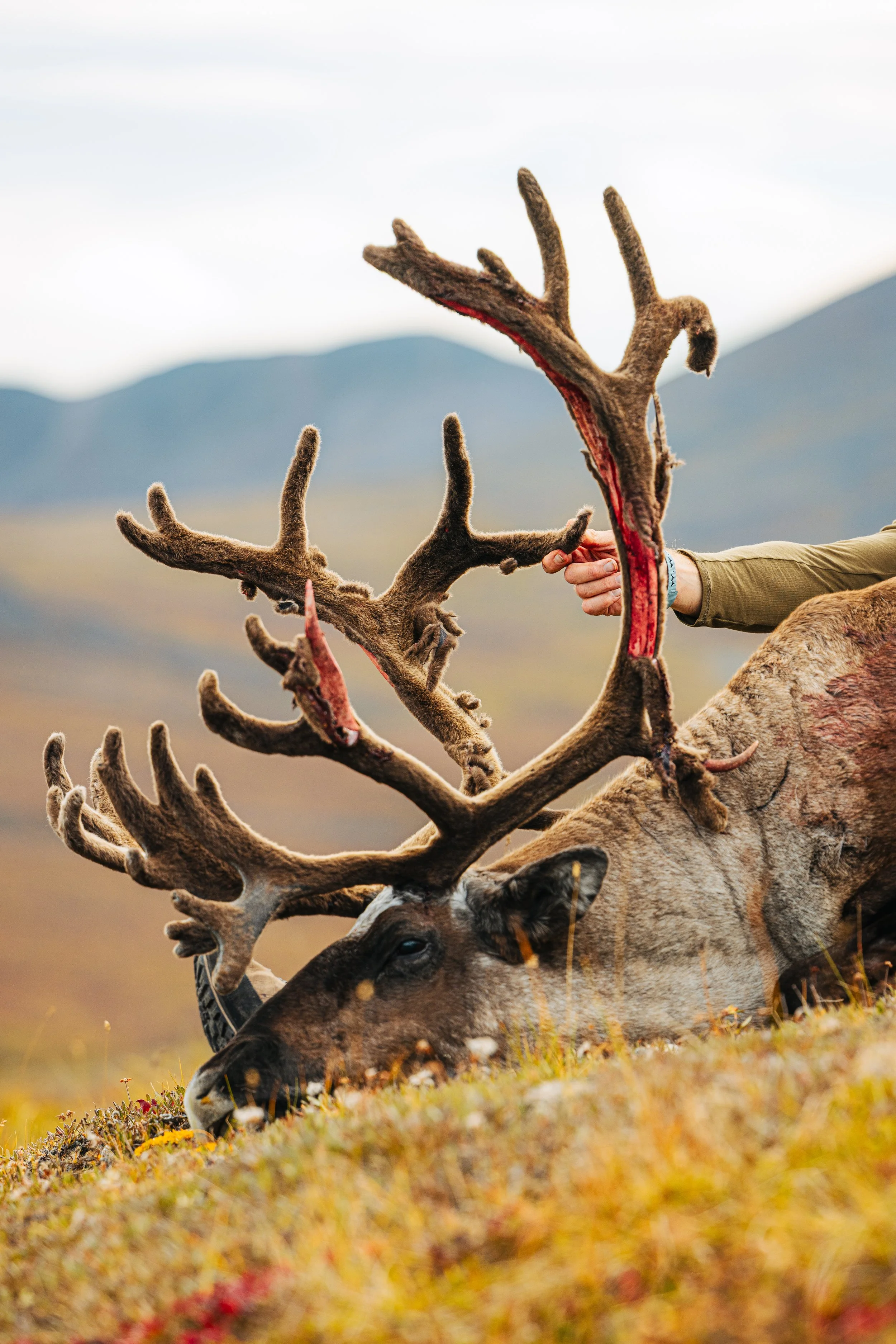 Alaska Caribou-162.jpeg