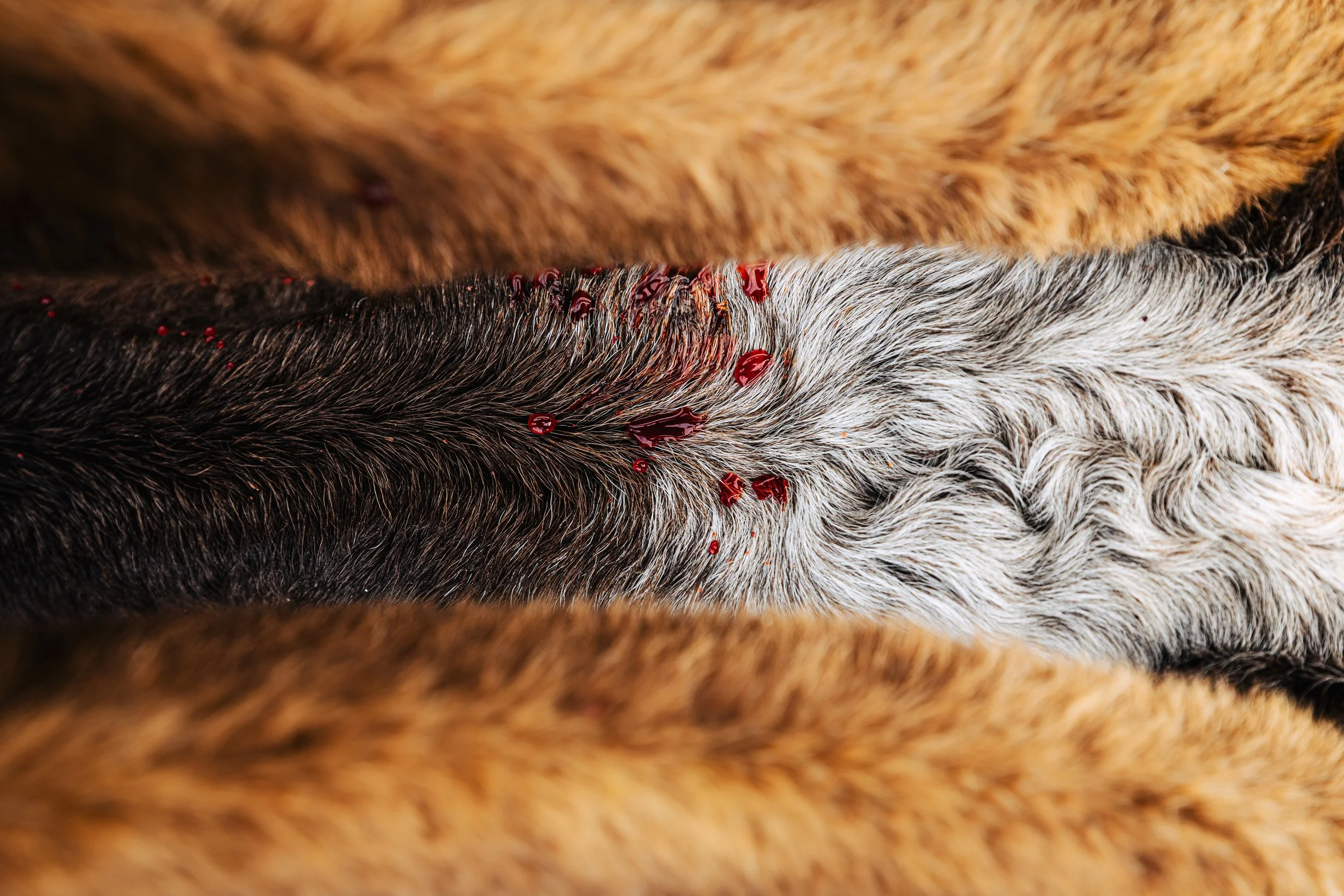 Alaska Caribou-196.jpeg