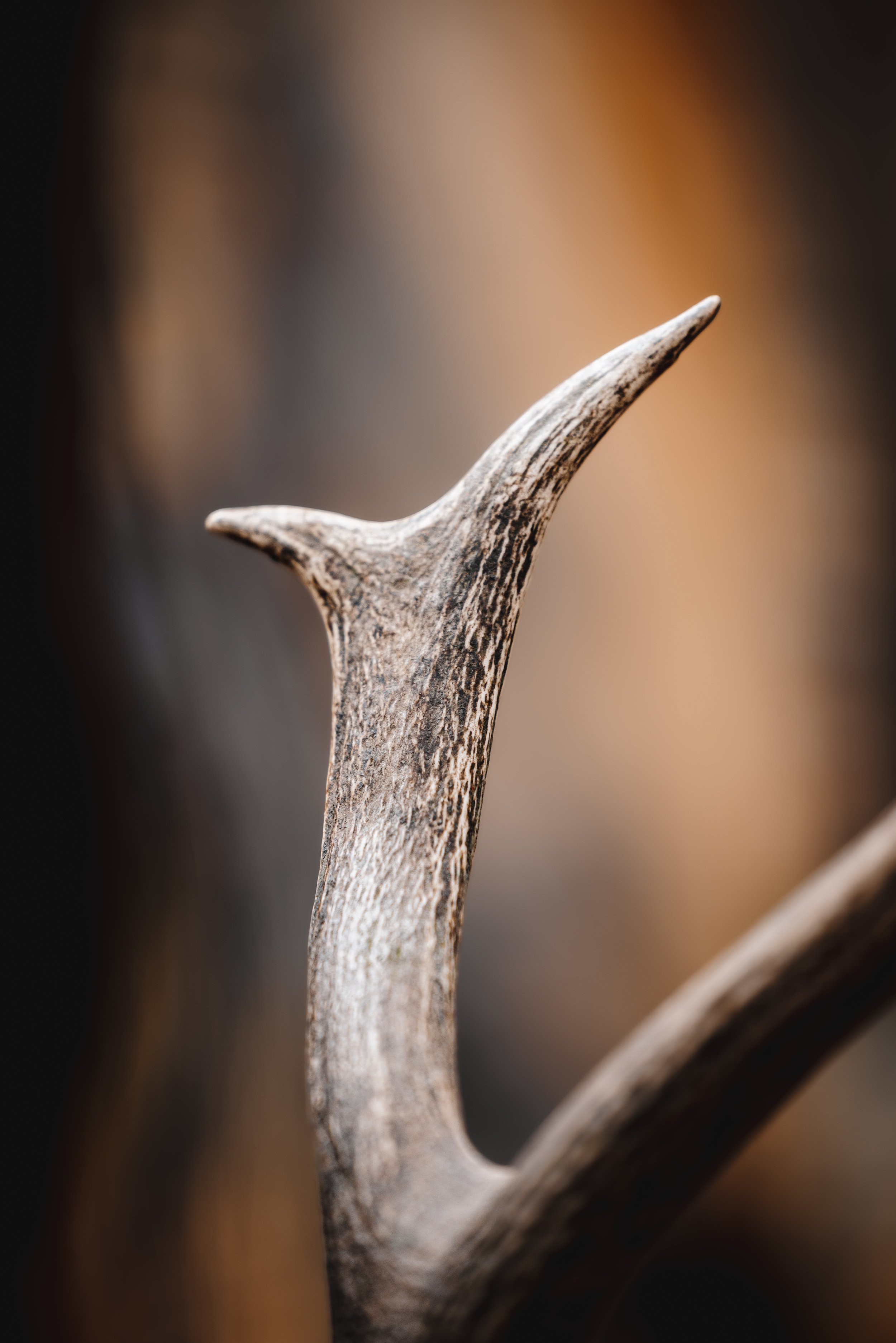 Hunters Quest - Elk-0009.jpg