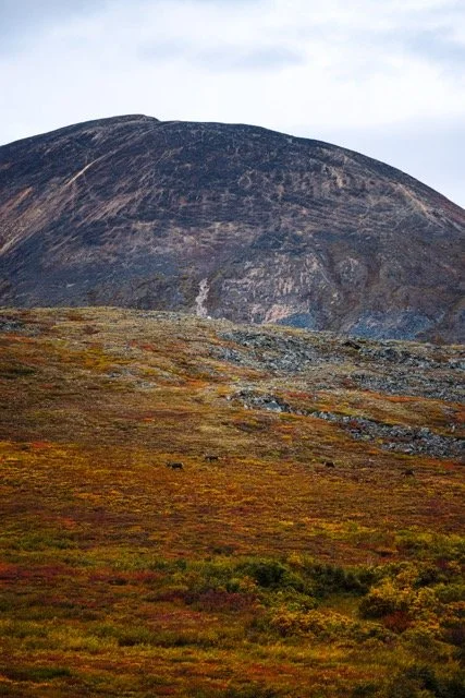 Alaska Caribou-263 Medium.jpeg