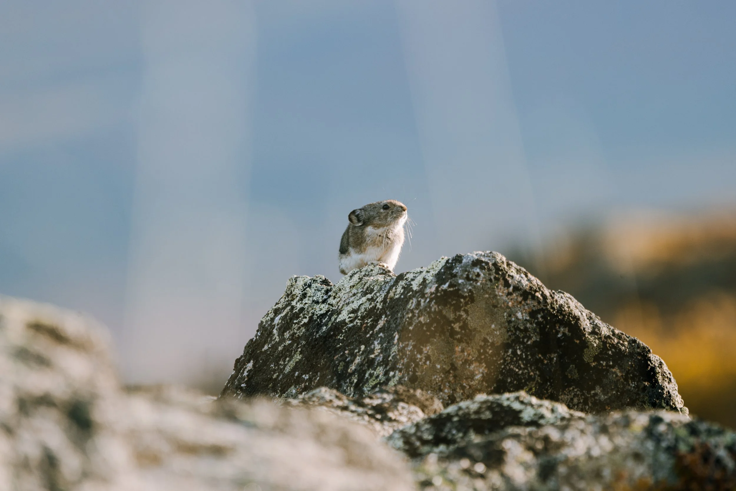 Alaska Caribou-624.jpeg