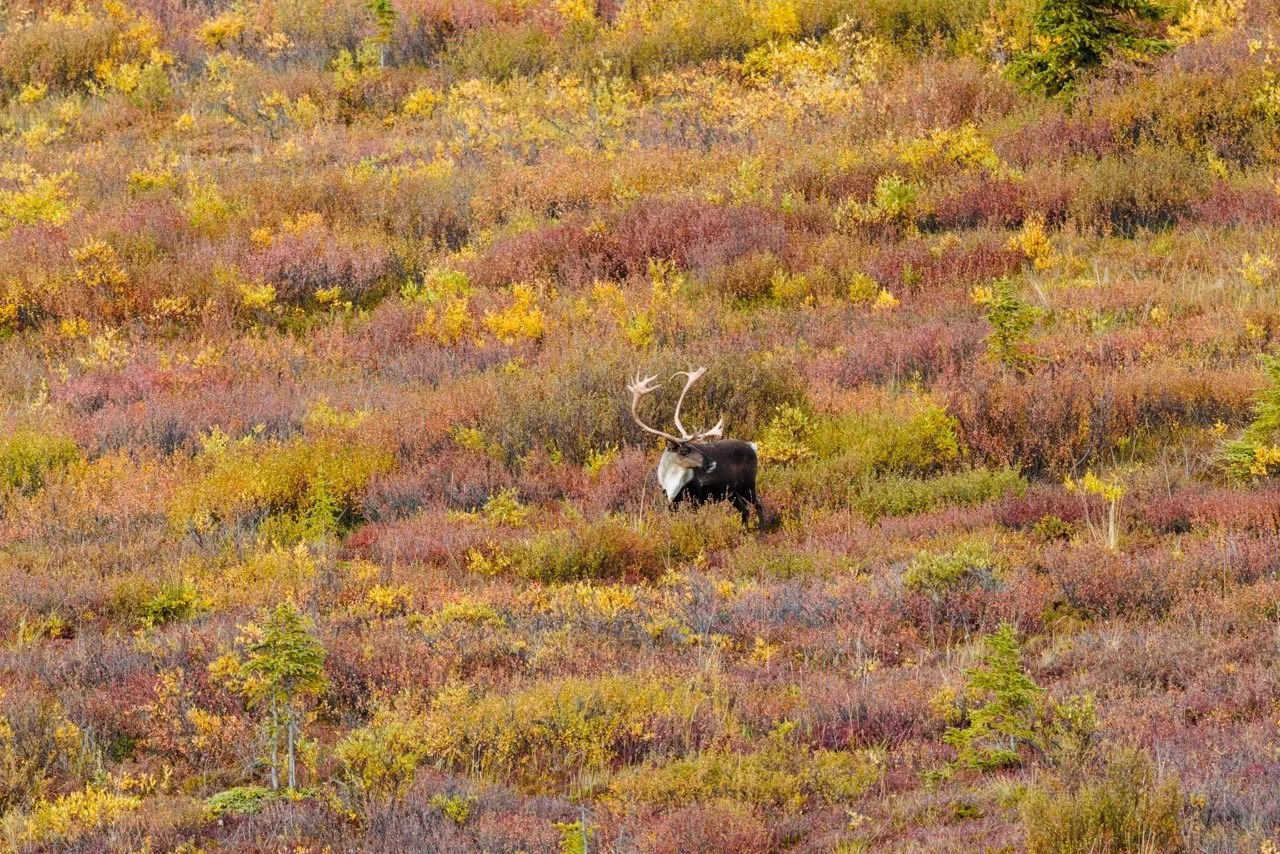 Alaska Caribou-409 Large.jpeg