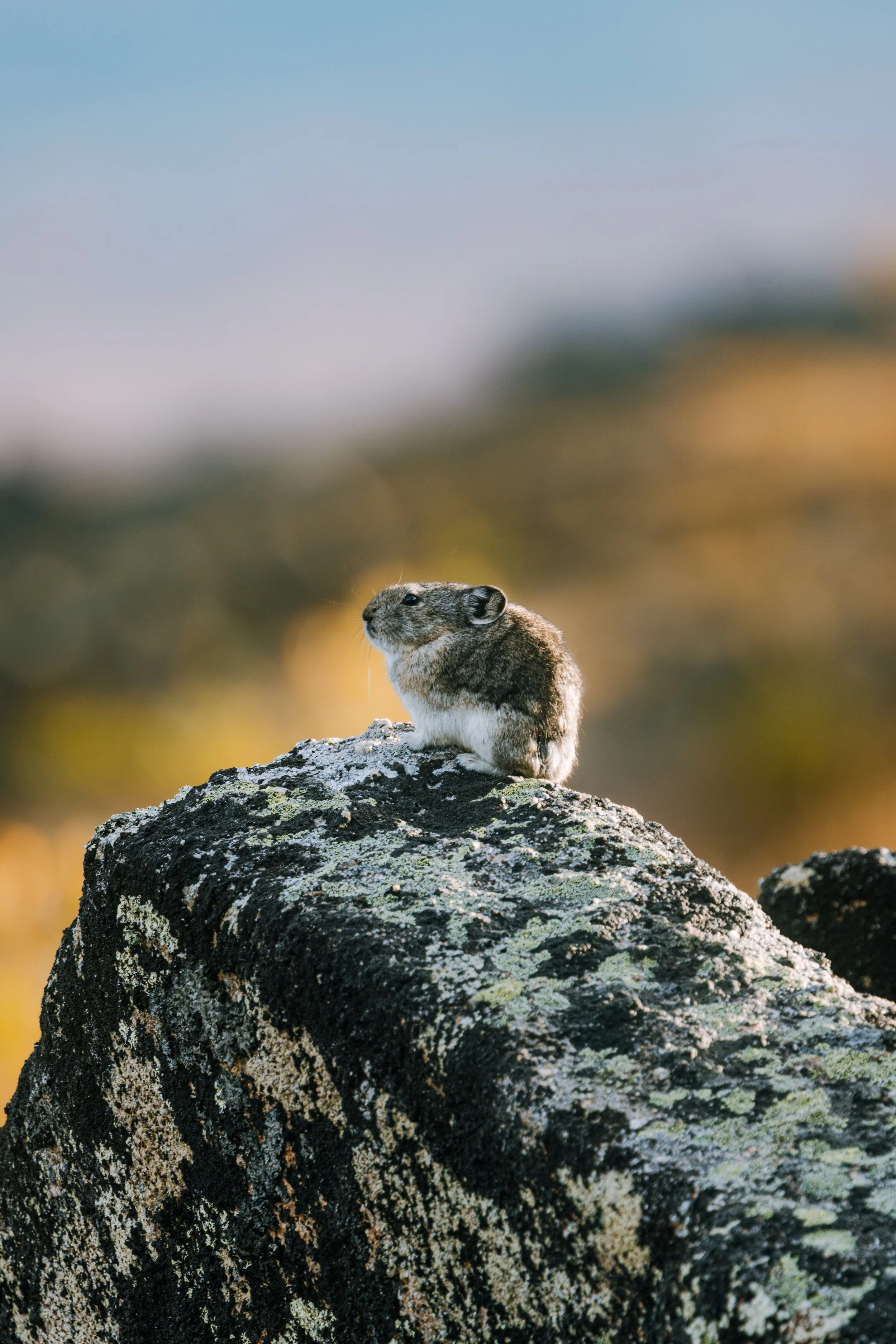 Alaska Caribou-628.jpeg