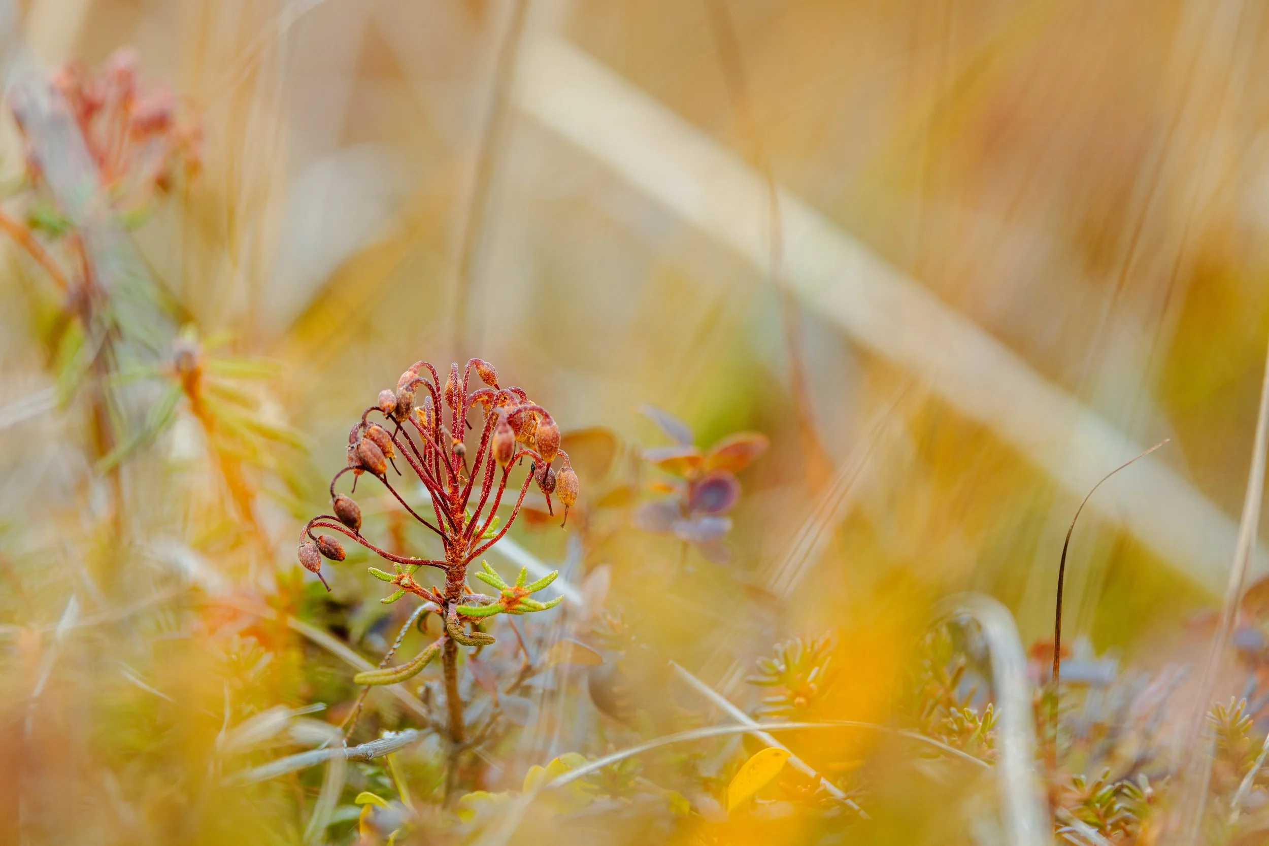 Alaska Caribou-615.jpeg