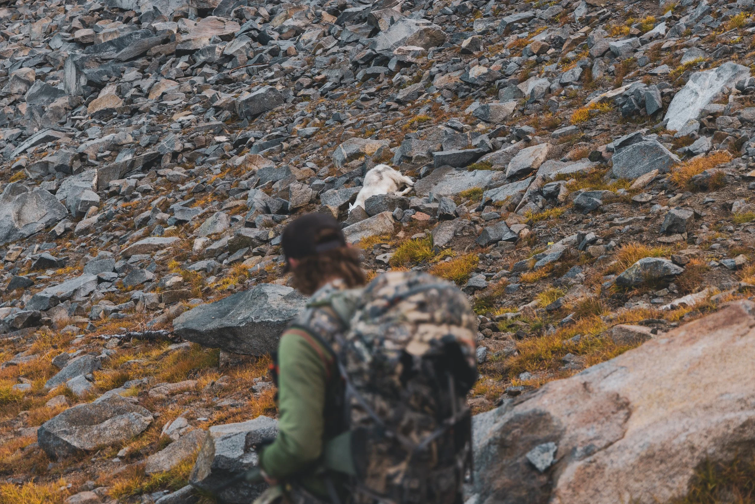Goat Hunt40.jpeg