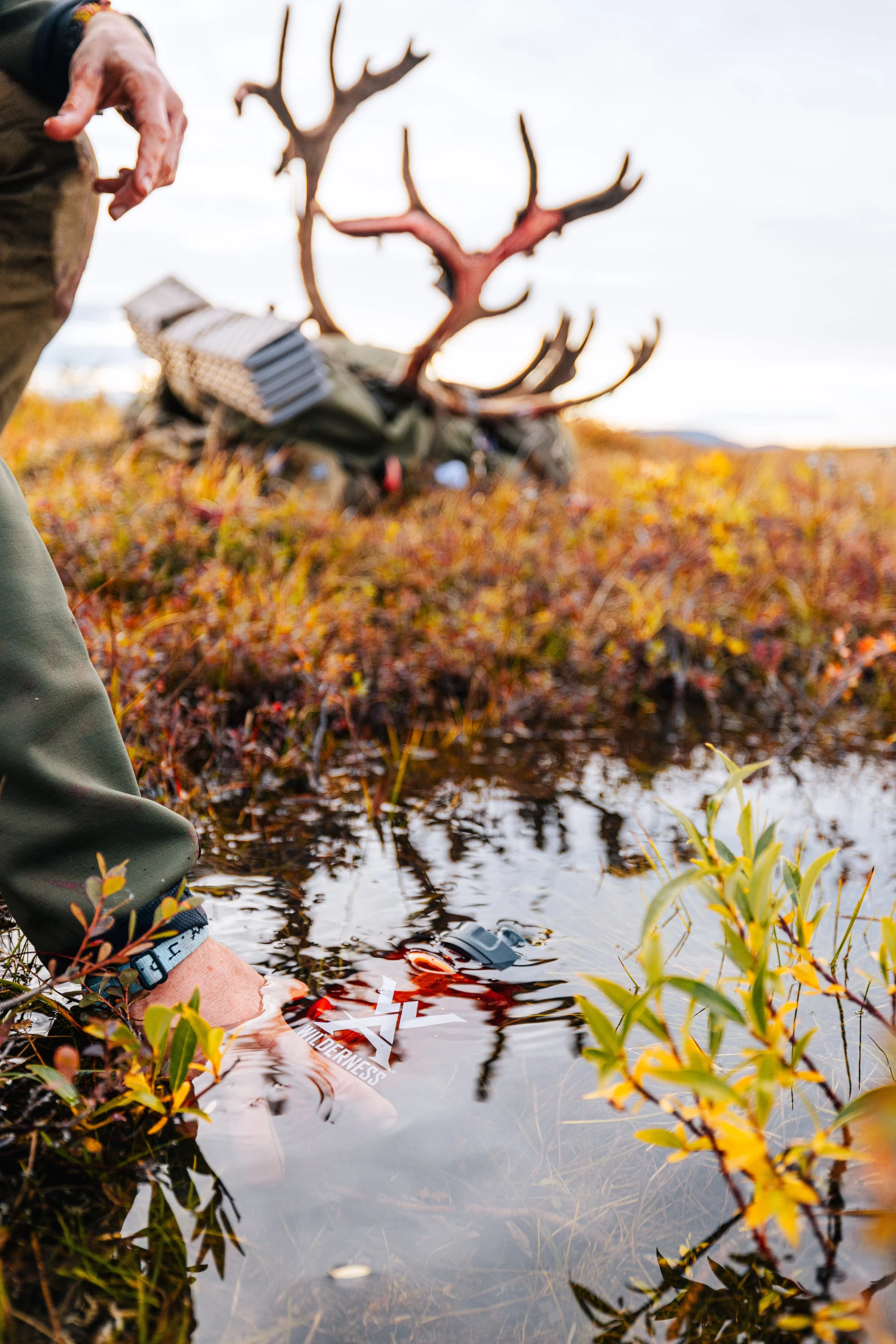 Alaska Caribou-243.jpeg