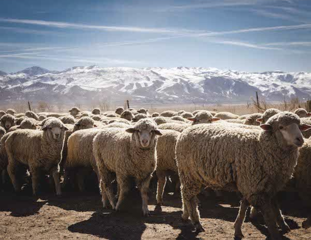 About 1 — Shaniko Wool Company
