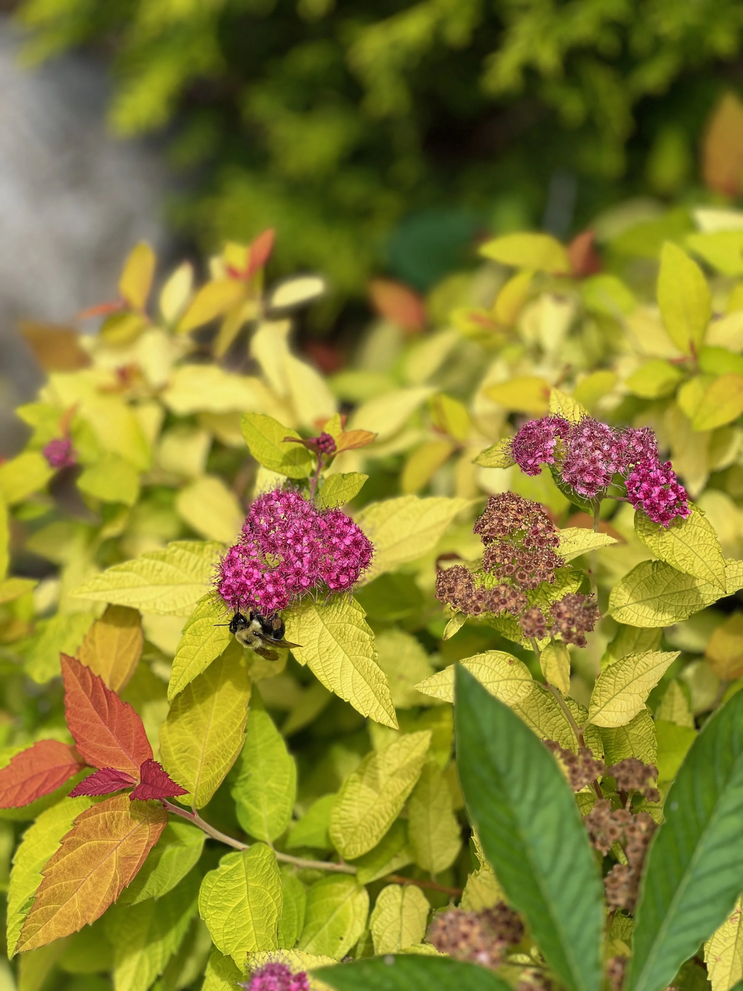 Spirea "Candy Corn"