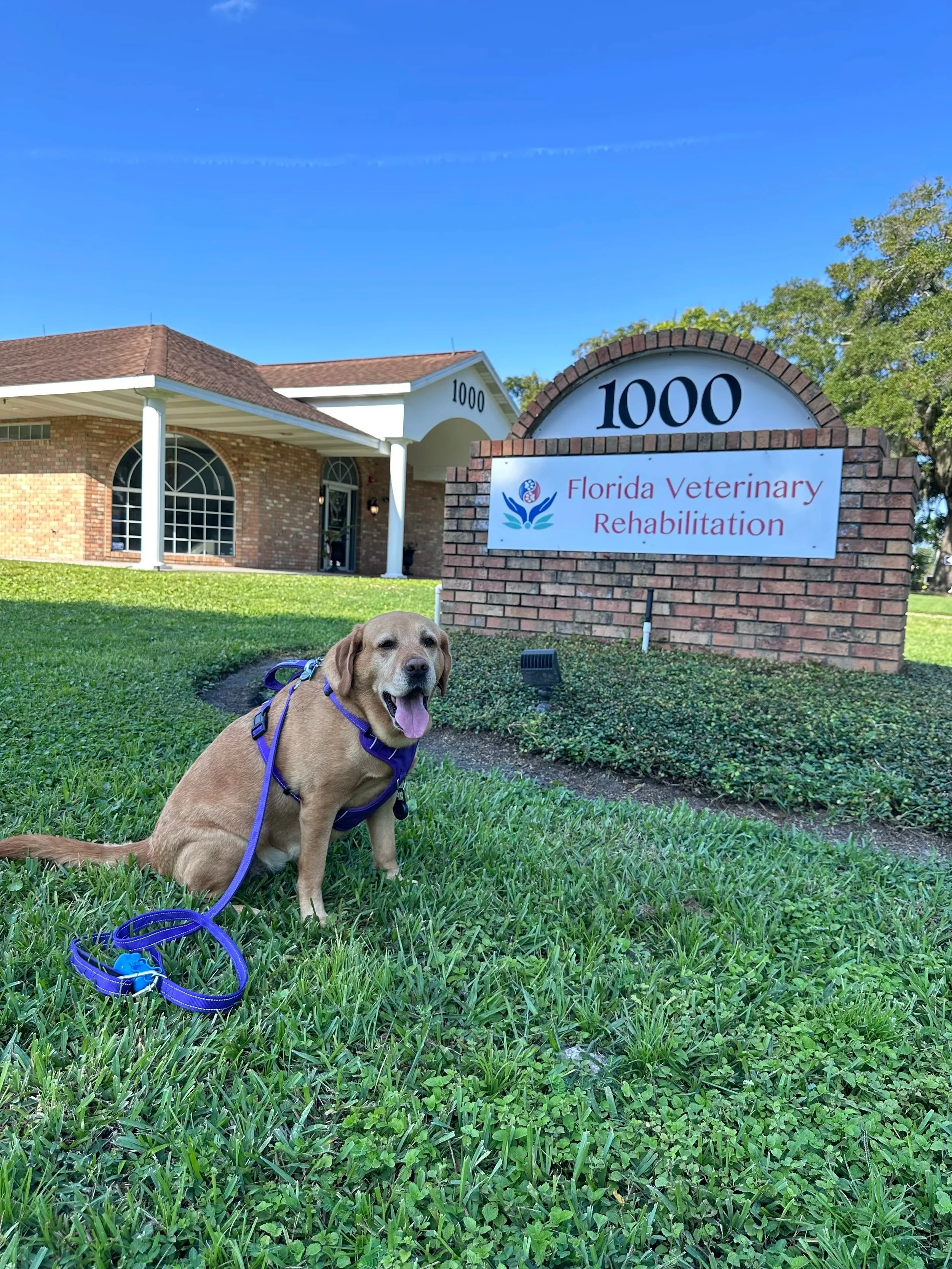 Yellow Lab in front of Florida Veterinary Rehabilitation Sign