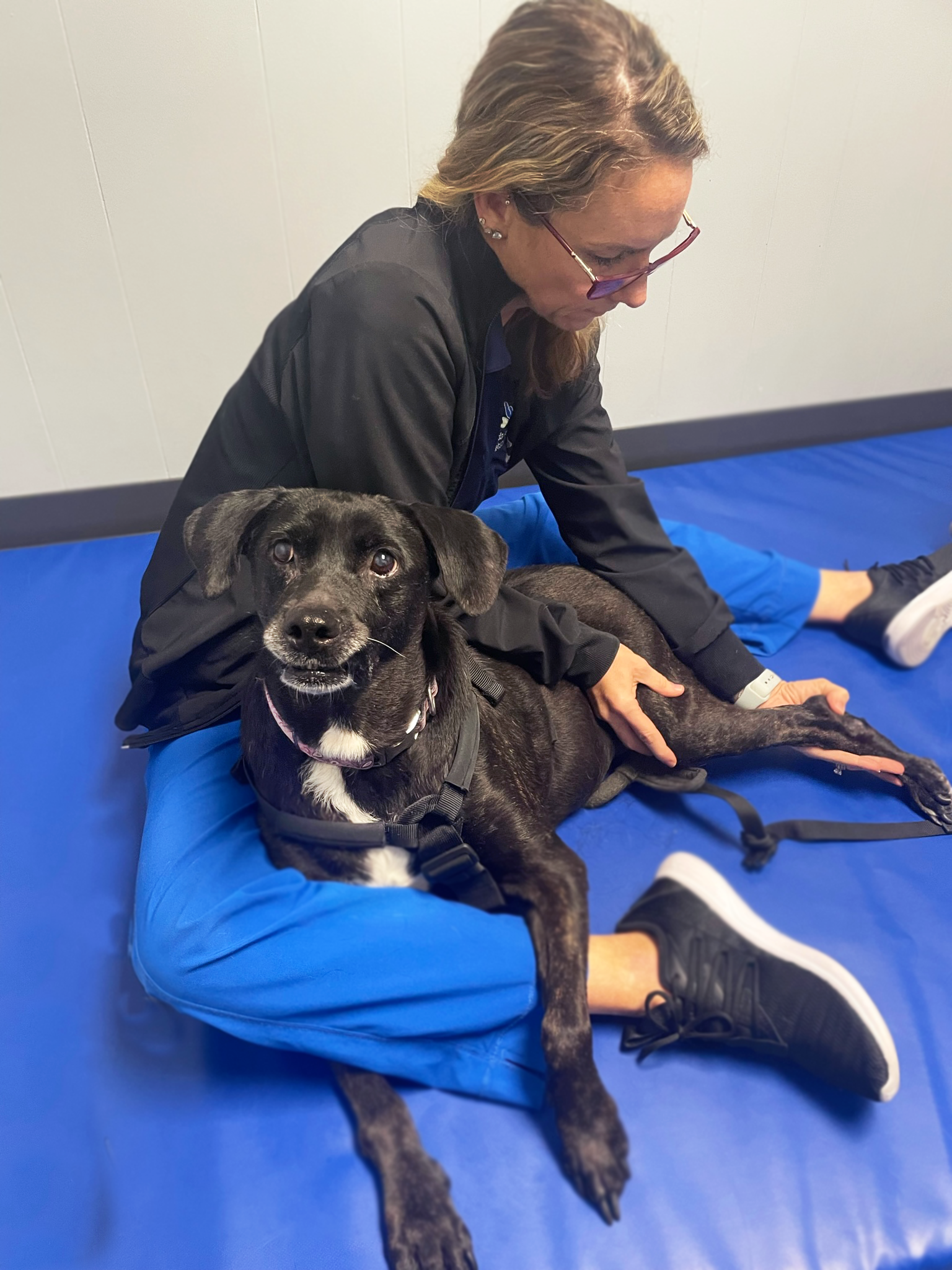 Dr Badge performs a veterinary physical rehab therapy exam on a medium sized black/brindle dog at the vet rehab center, FVR, in Deland, FL.