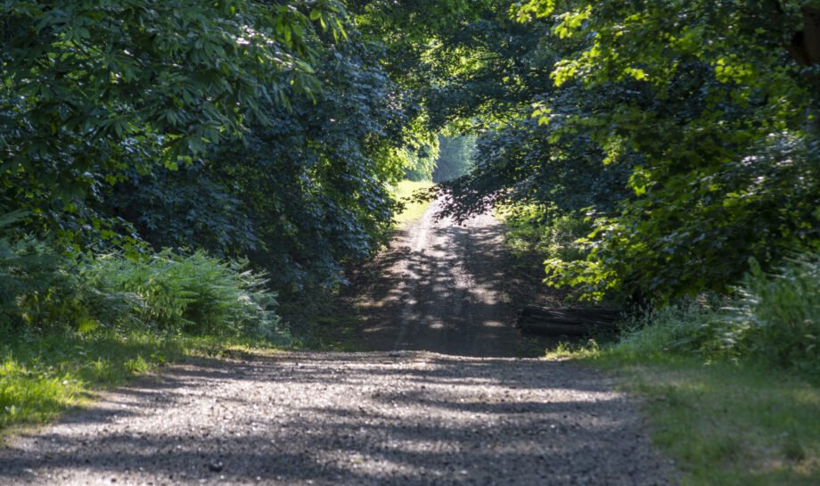 Tree Traveller's Lane22.jpg