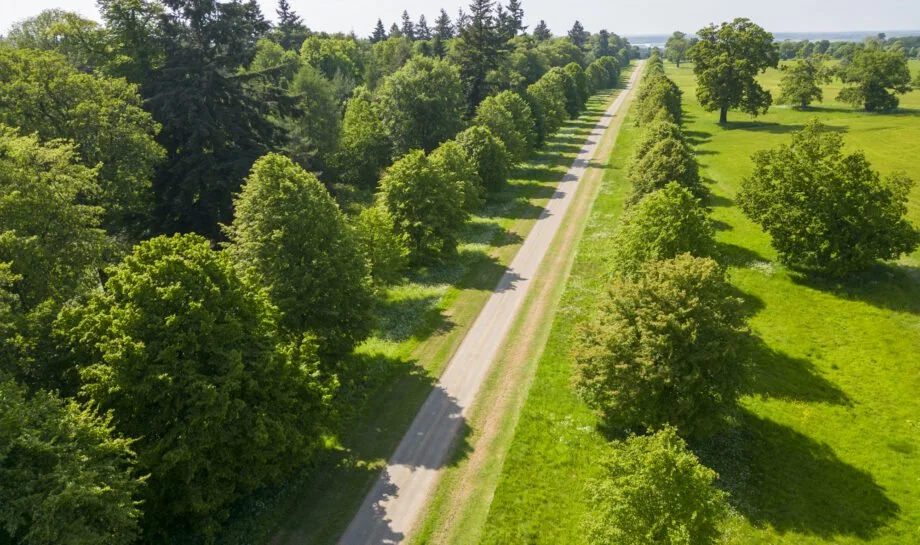 Tree Traveller's Lane12.jpg