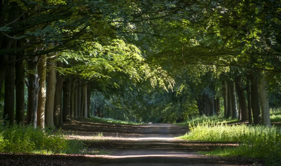 Tree Traveller's Lane17.jpg