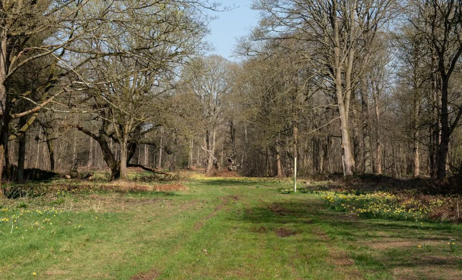 Daffodil Avenue13.jpg