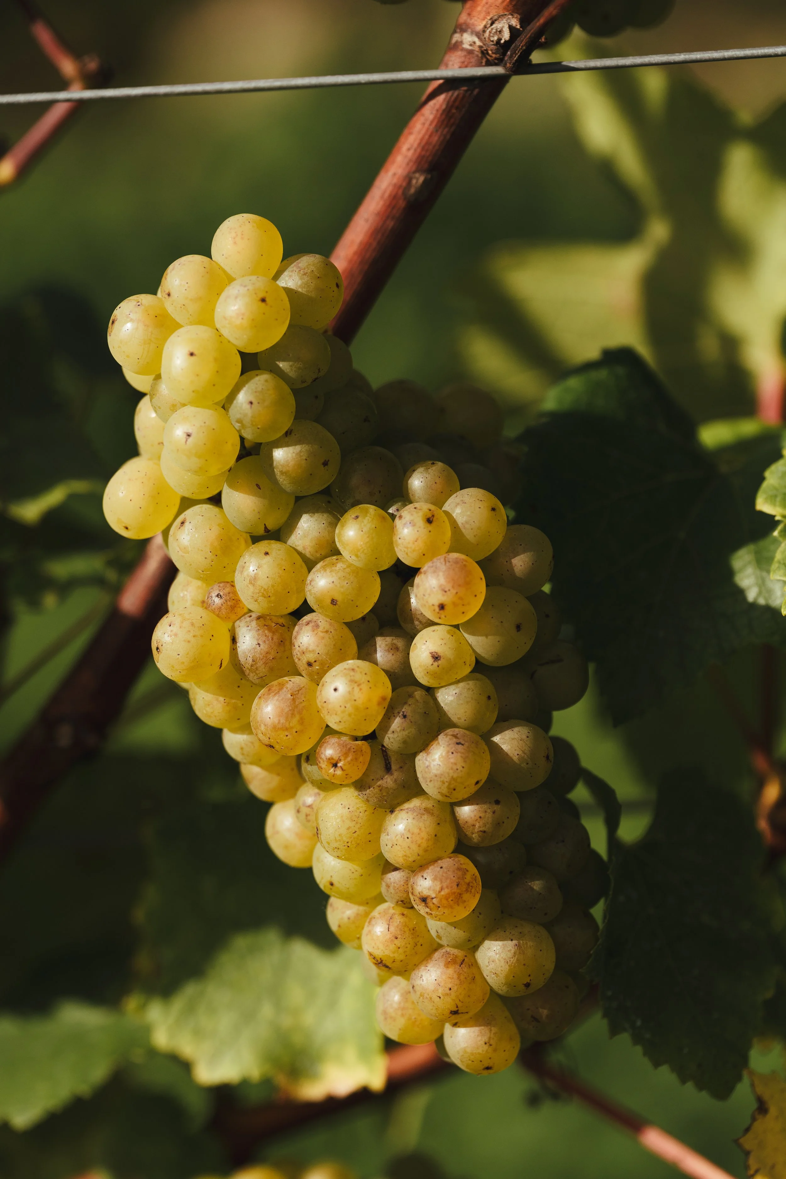 The Winery94.jpg