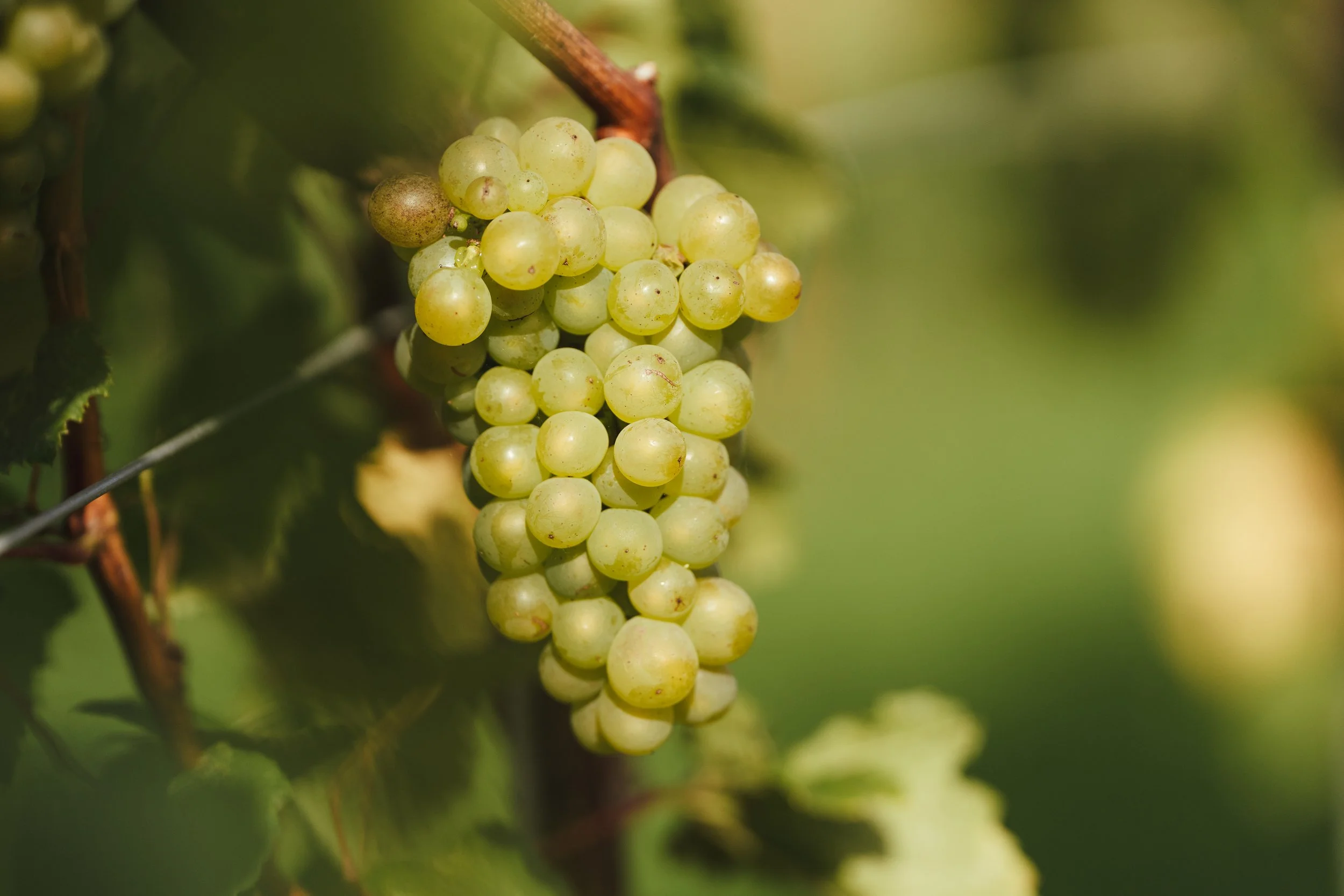 The Winery163.jpg