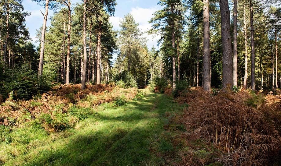 Forest of Kate12.jpg