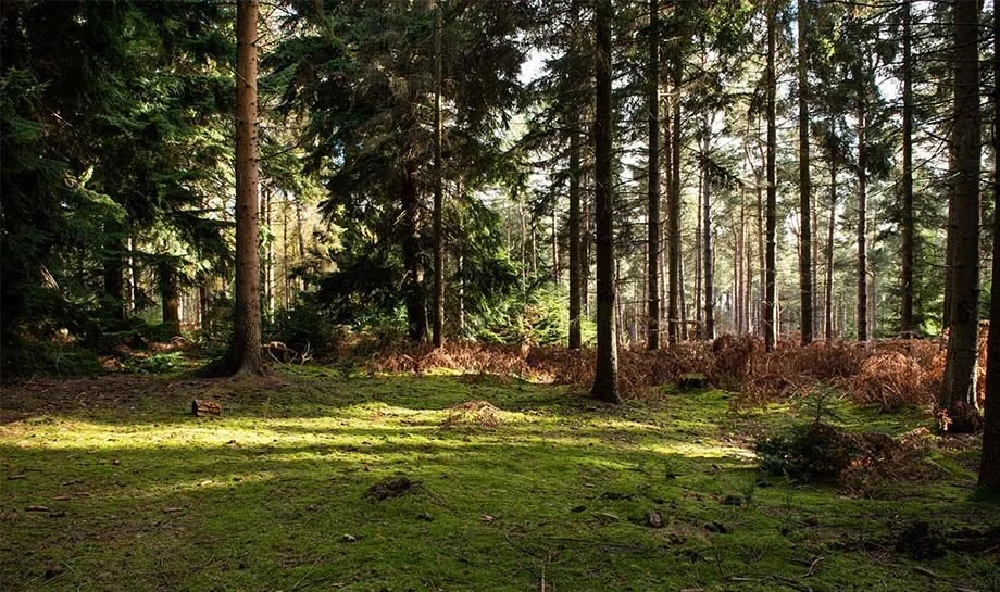 Forest of Kate3.jpg