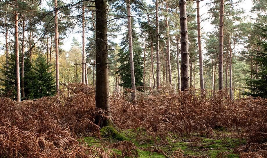 Forest of Kate6.jpg