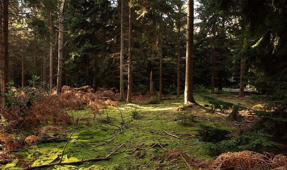 Forest of Kate17.jpg