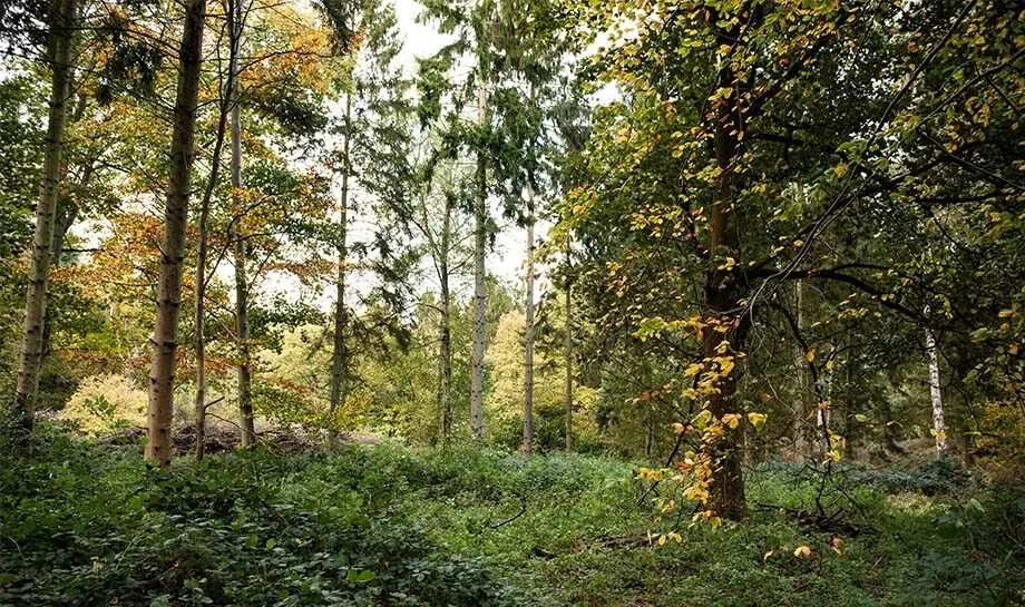 NATURES BEST.jpg