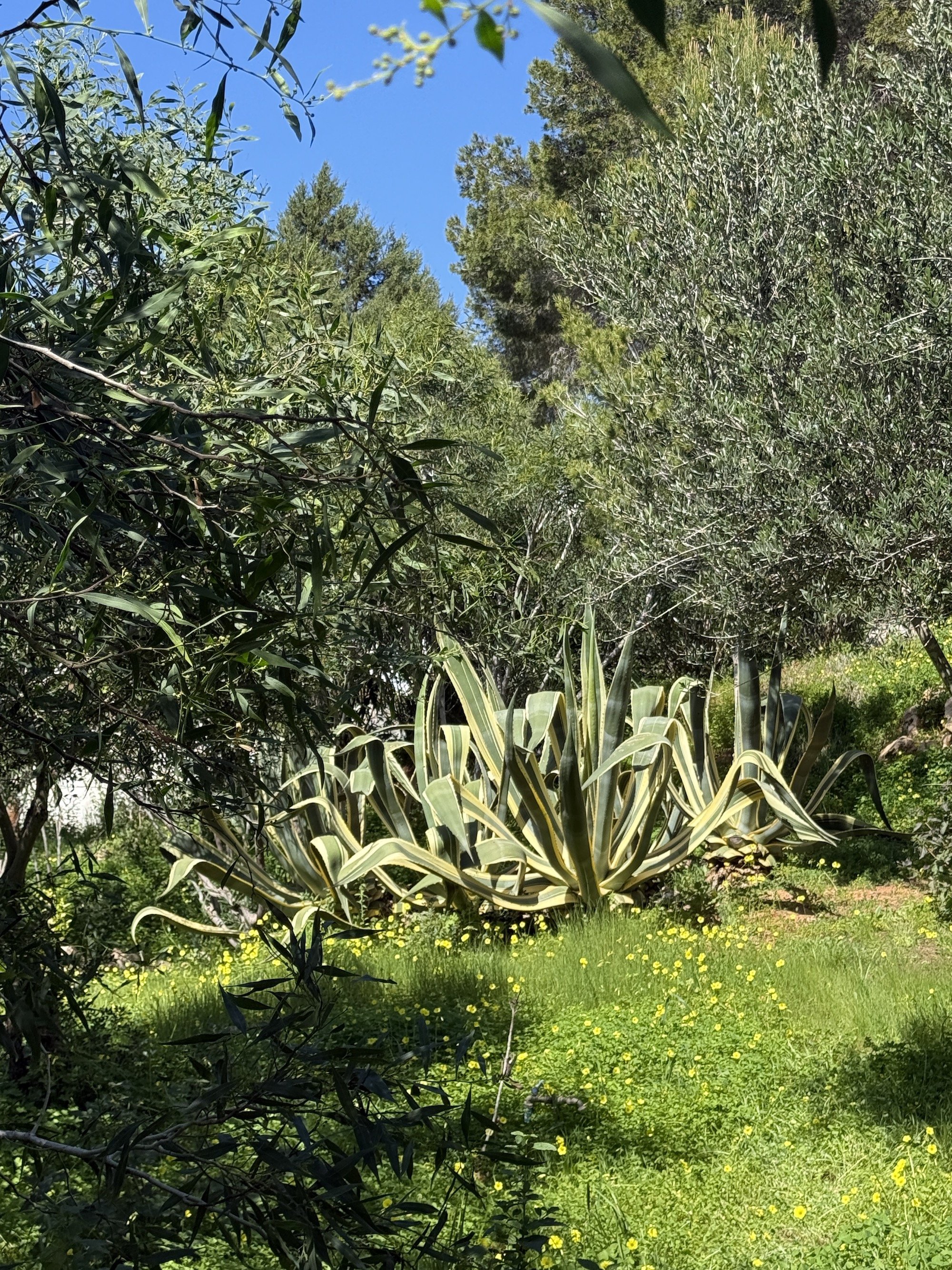 luxury-estate-ibiza-19.jpeg