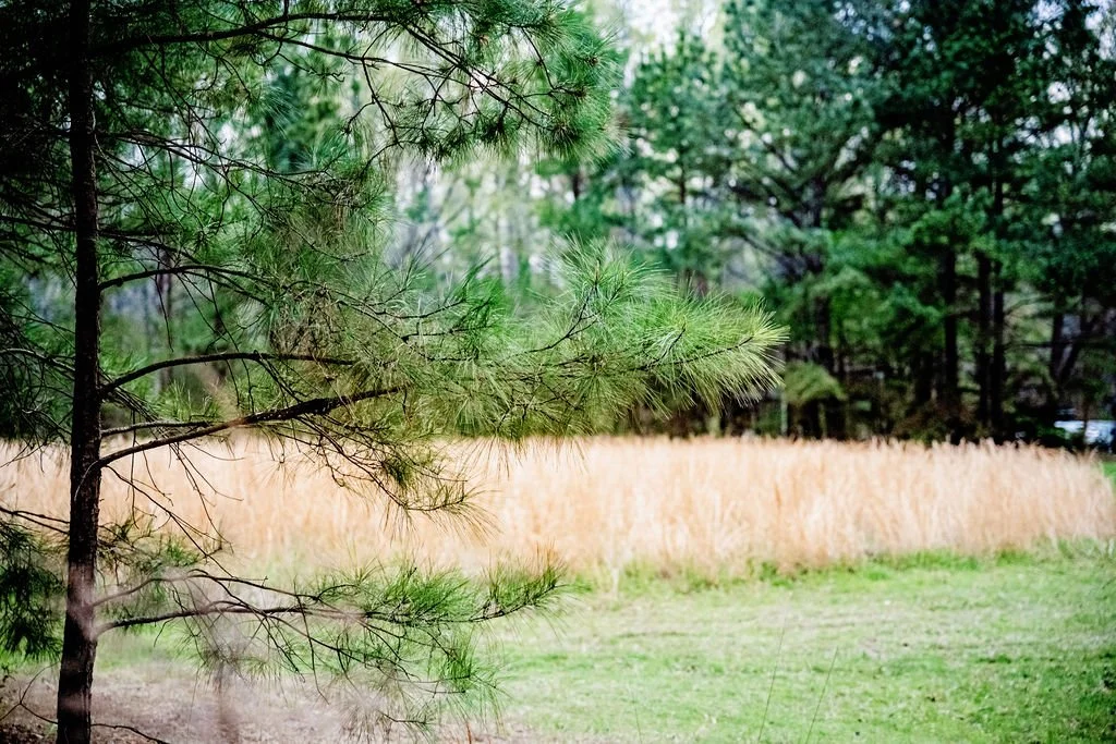 85RainyWestermanINT-Design--CarissaRogersPhotography.jpg