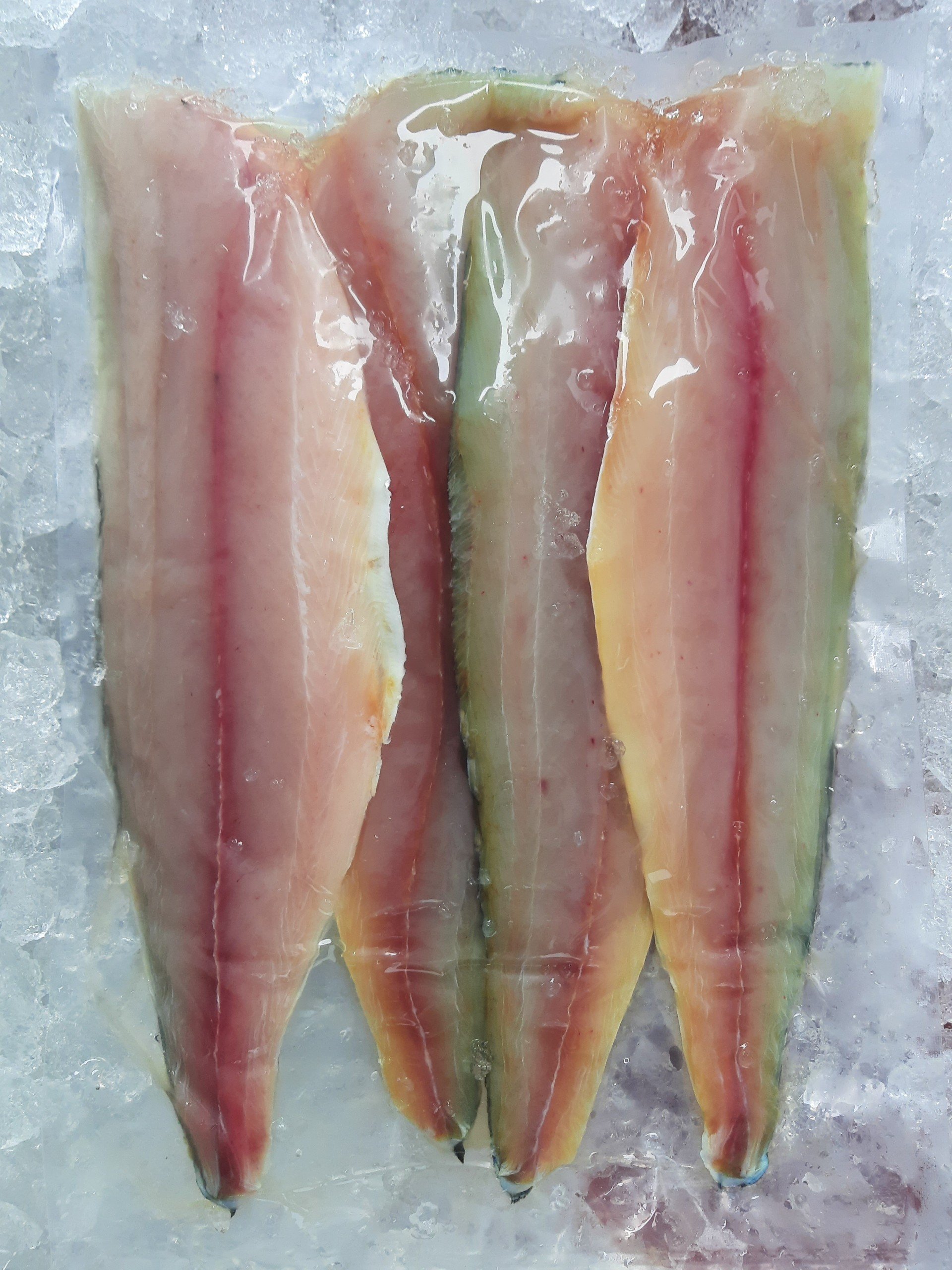 Spanish Mackerel