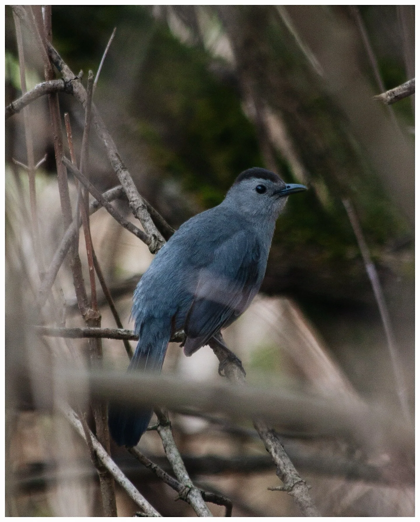 this little gray catbird was evasive, but I managed to get one good photo of it

#newenglandnature #graycatbird #catbird #wildbirdphotography #wildearth #birdplanet #newenglandliving