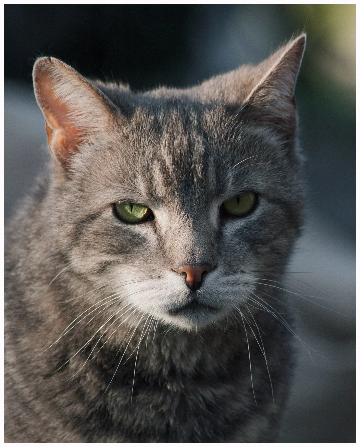 An homage to the world&rsquo;s best cat, Koby. 
Big fella crossed the rainbow bridge yesterday after 20-21 long years of a rich life of full of love. May you rest peacefully, catching all of the birds, mice, and chipmunks to your heart&rsquo;s desire