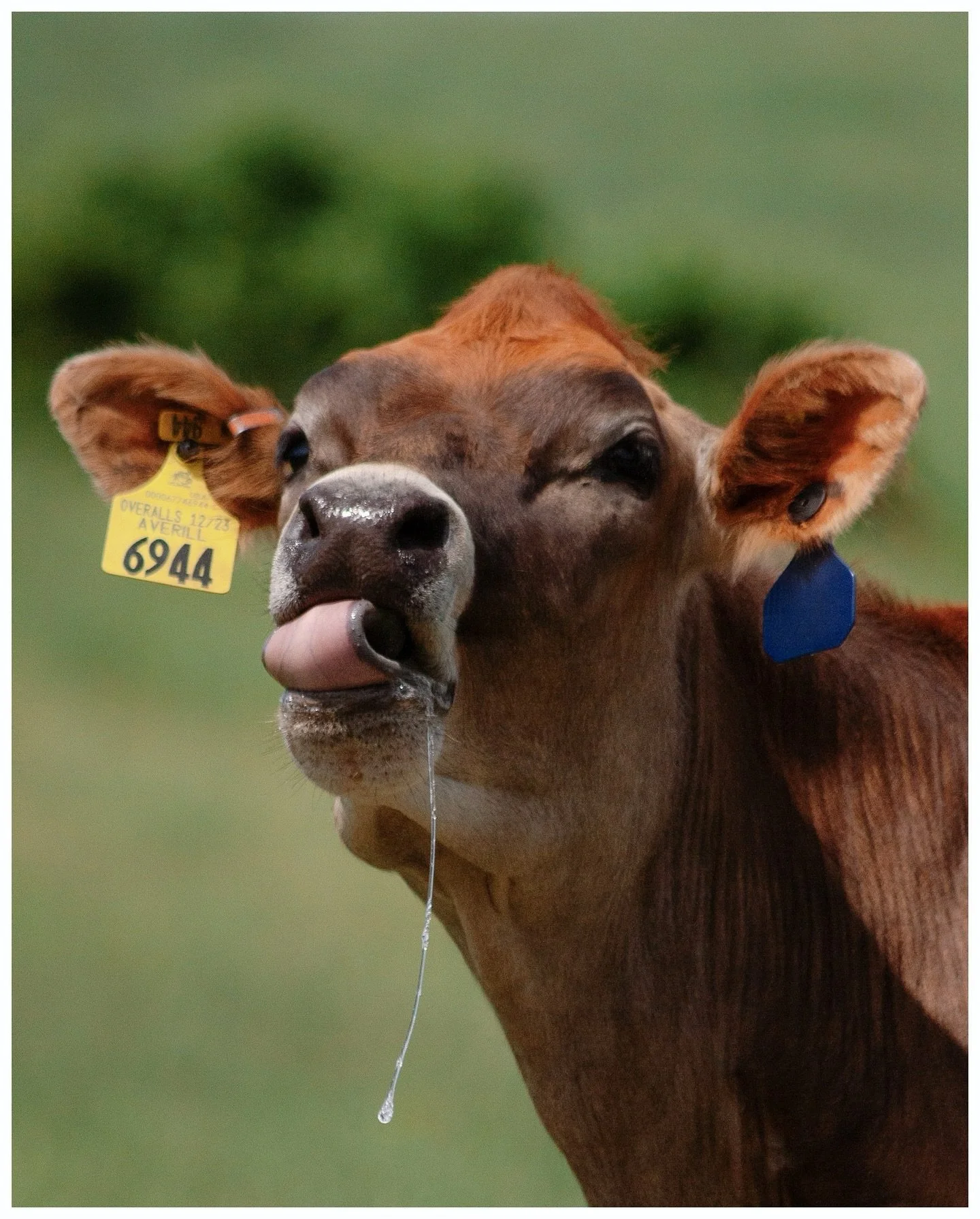 These cows had name-tags and I&rsquo;m a big fan of the name choices. Overalls Averill, Megapower Gala, and Davinci Parker were all very intrigued by my camera and I, and wanted their portraits taken. Overalls was a bit of a goofball. 

#farmlife #co
