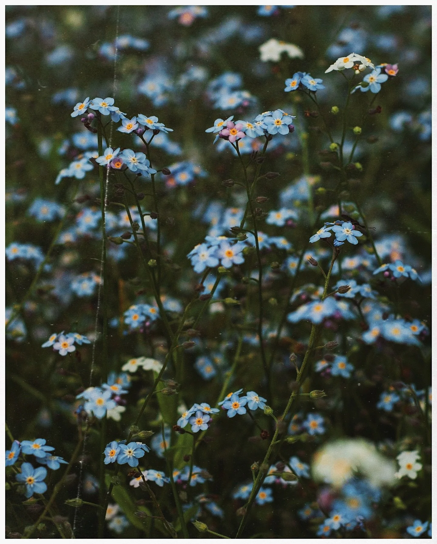 In exchange for these pictures of forget-me-not&rsquo;s, I received one tick bite (for free!!!)🤠👍🏻 thankfully nothing more came of it.

#forgetmenot #flowerphotos #macrophotos #boxofgrain #momentkeepers #quietmoments #floralphotography #natureisar
