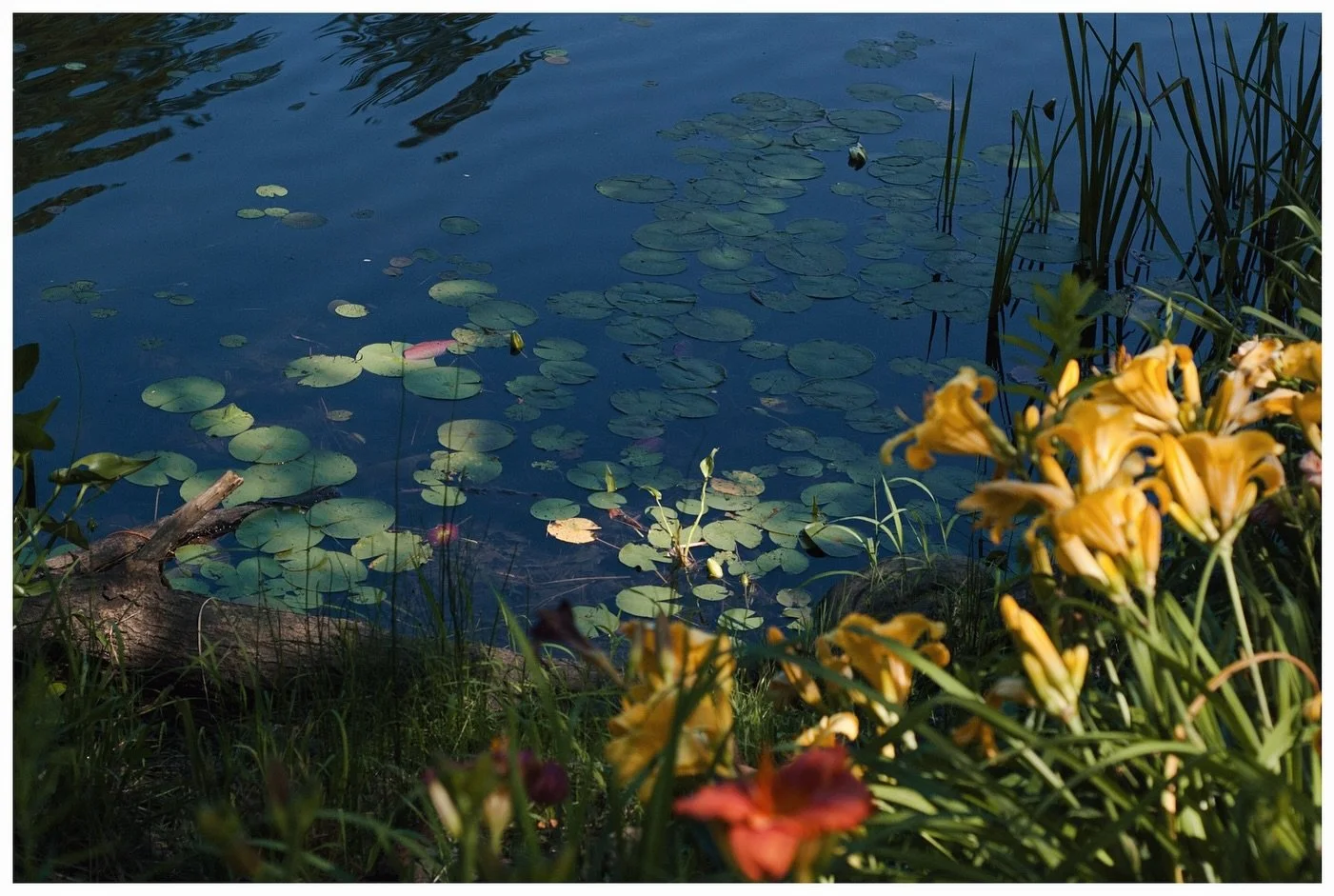 Lillies from this past July 🌺

#lillies #floralphotography #orientallillies #flowerphotos #summerinvermont #newenglandliving #naturephotographers #momentkeepers #quietmoments #floralart #flowerartwork #macrophotos #detailphotography