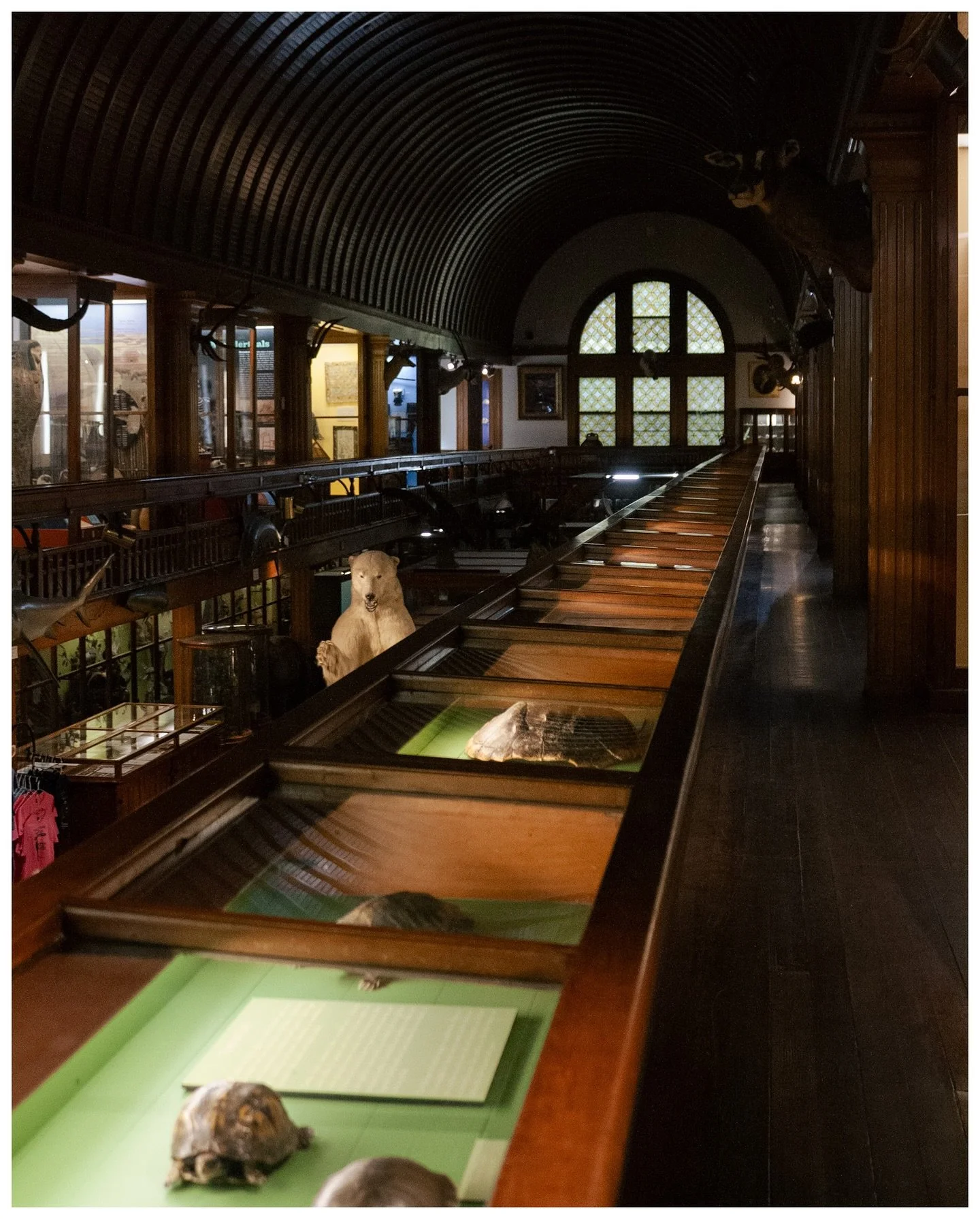 one of those weird places where time doesn&rsquo;t feel real

#momentkeepers #boxofgrain #vermonttourism #taxidermy #fatalframes #madeinlightroom #vsco #newenglandphotographer #somewheremag #vermontbyvermonters #woofermag #photocinematica #shotoncano