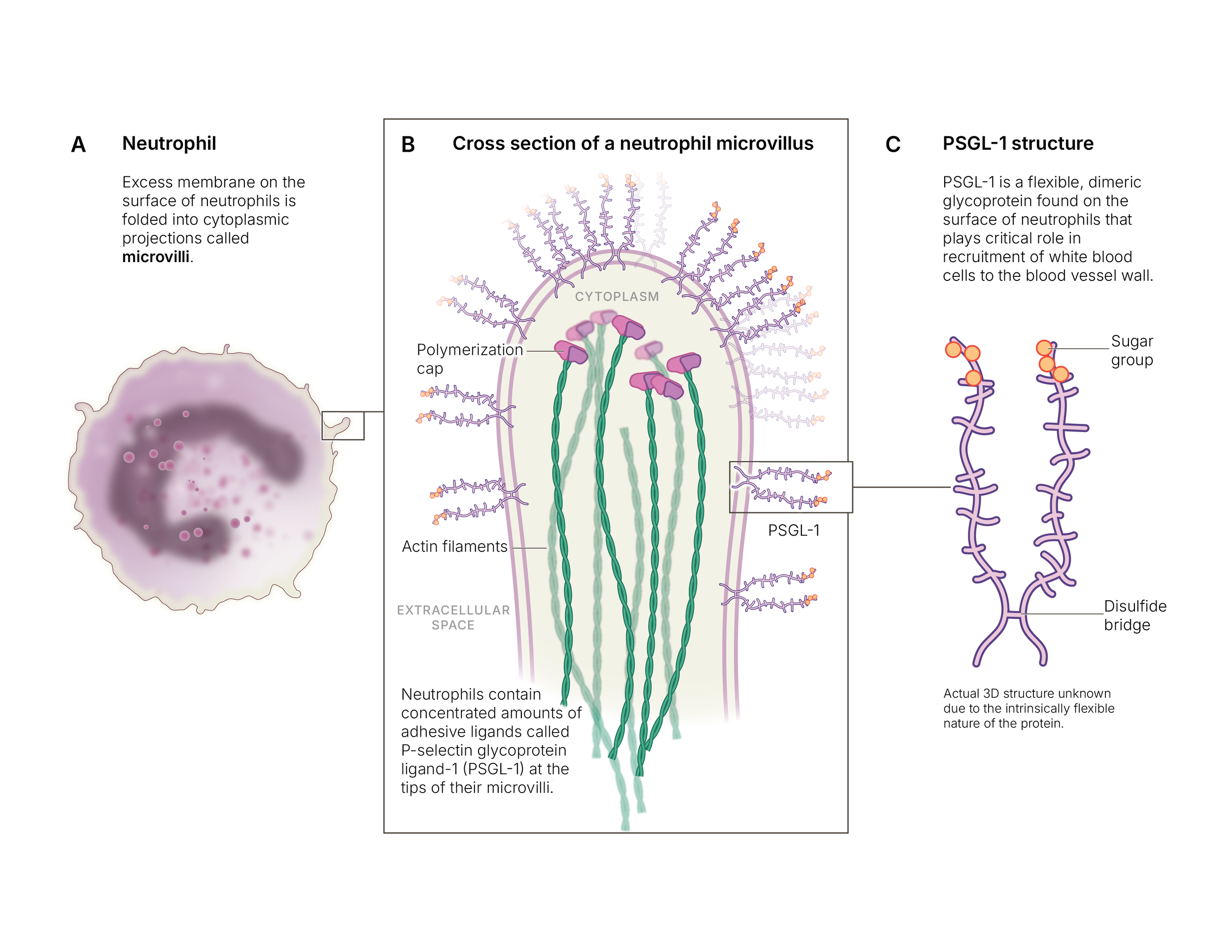 neutophil_microvilli 2.PNG