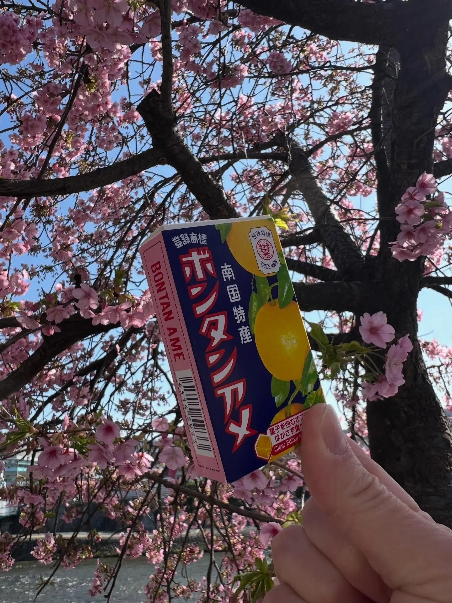 Classic Japanese Candy for 100 Years 🍊
&nbsp;
BONTAN-AME soft, chewy sweets are made from buntan, a citrus fruit (a type of pomelo) from Kagoshima on Kyushu. What makes bontan-ame special is its pure, fresh citrus flavor &ndash; completely free from
