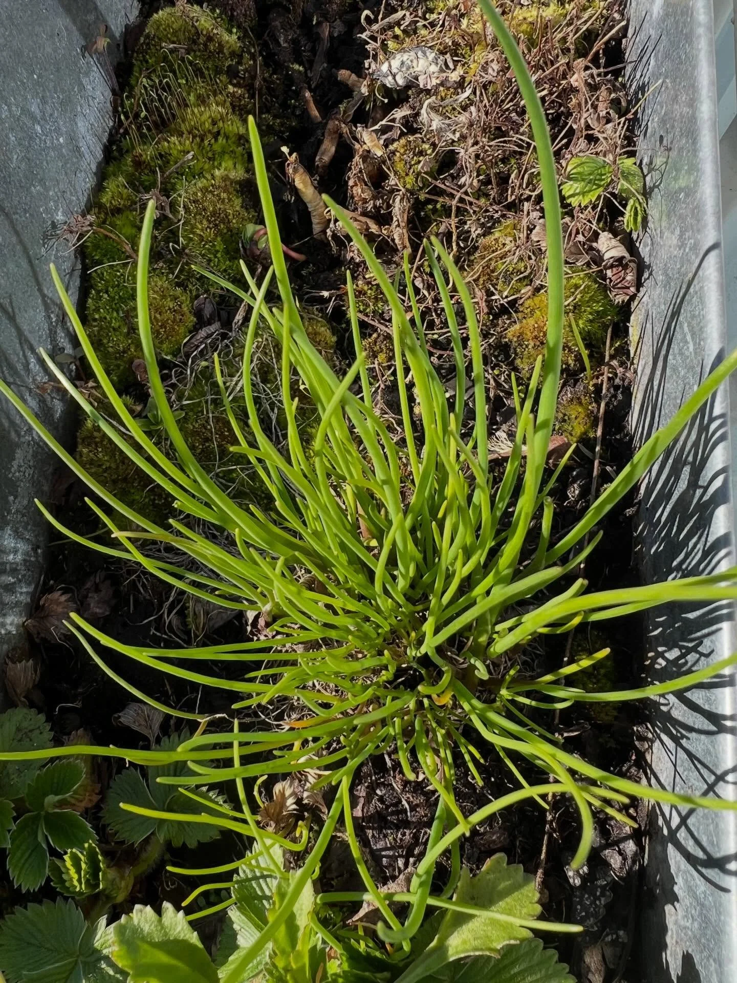 &ldquo;Purl&oslash;g&rdquo; The first chives of spring are always the best &mdash; sharp, green, and full of life after the long winter. 
&nbsp;
Sprinkle freshly cut chives on a slice of bread with hummus or slices of salami. Mixed into a simple yogh