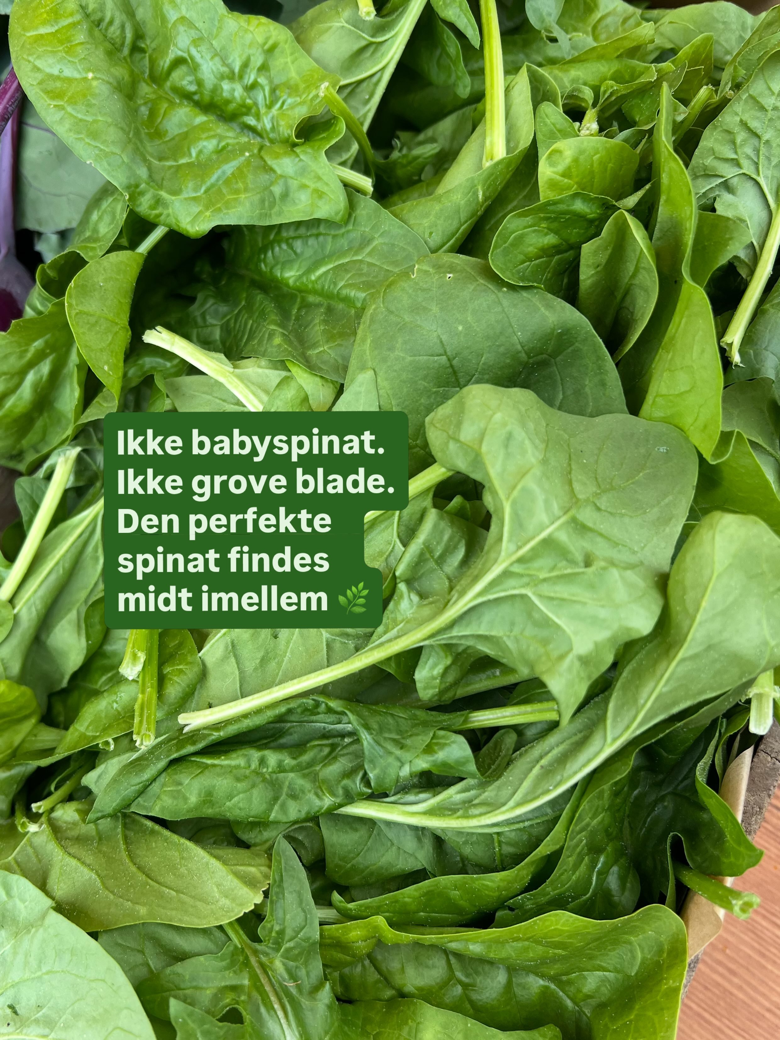 I denne uges Information fort&aelig;ller jeg om en absolut favorit-gr&oslash;ntsag: Spinat! 🌿 Endnu en del af serien &ldquo;Information anmelder gr&oslash;ntsager&rdquo;.
&nbsp;
Jeg bruger spinat i b&aring;de vegetarretter og som tilbeh&oslash;r til
