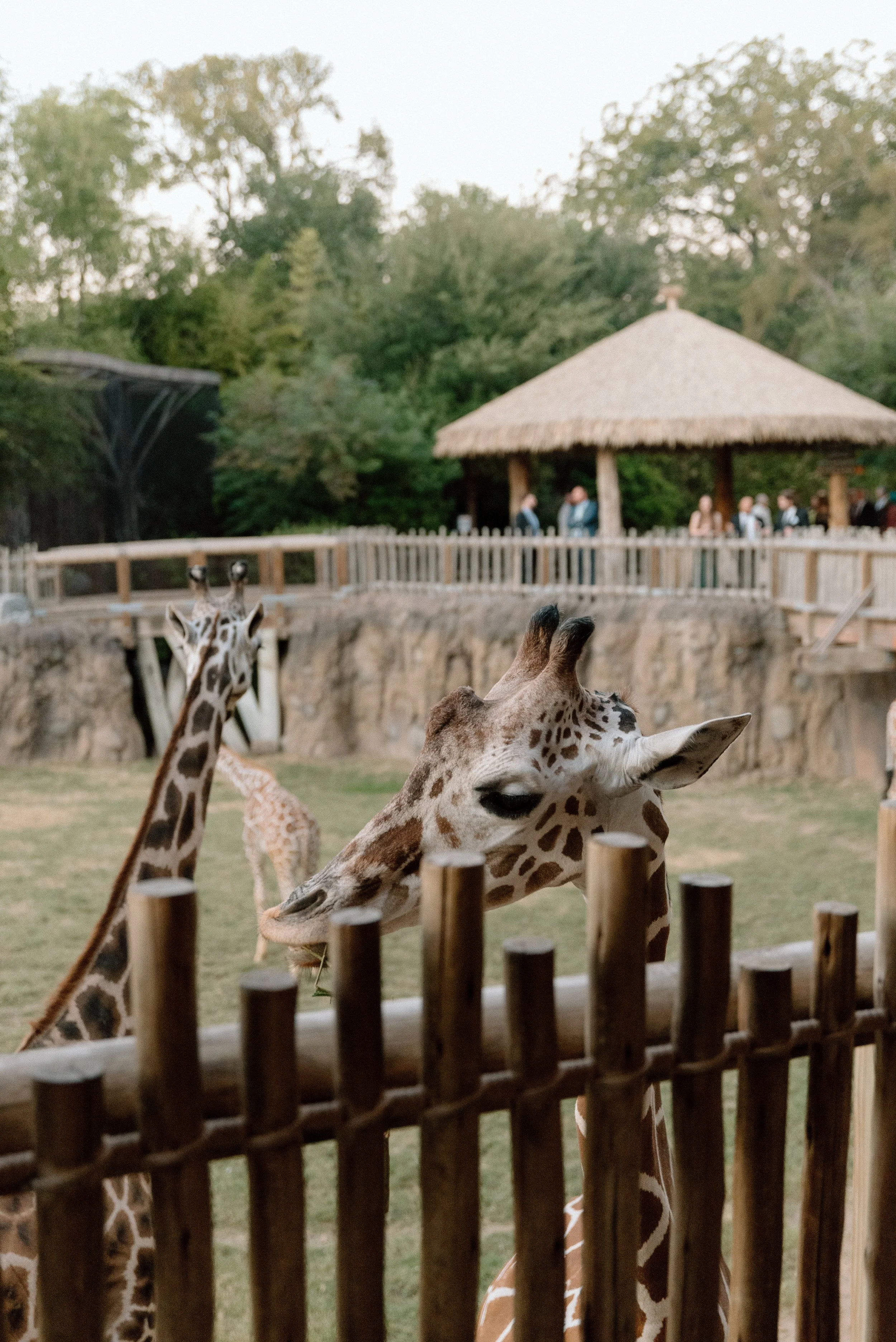 Kayla Kristine Photography_Zoo Wedding-41.jpg