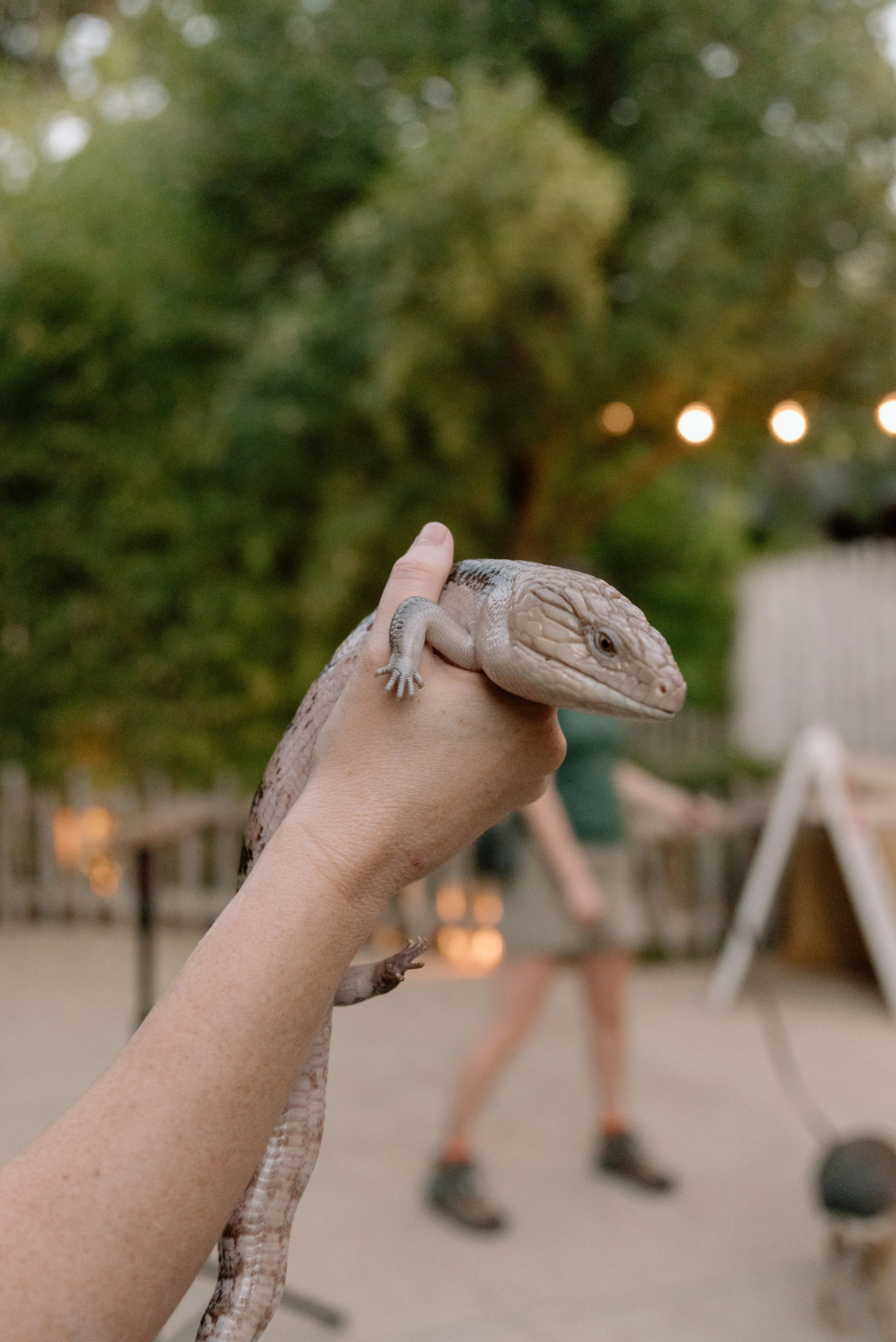 Kayla Kristine Photography_Zoo Wedding-44.jpg