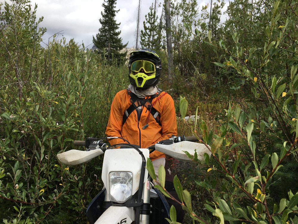 Idaho 2020 Crestline Tom Fern in the Willows.JPG