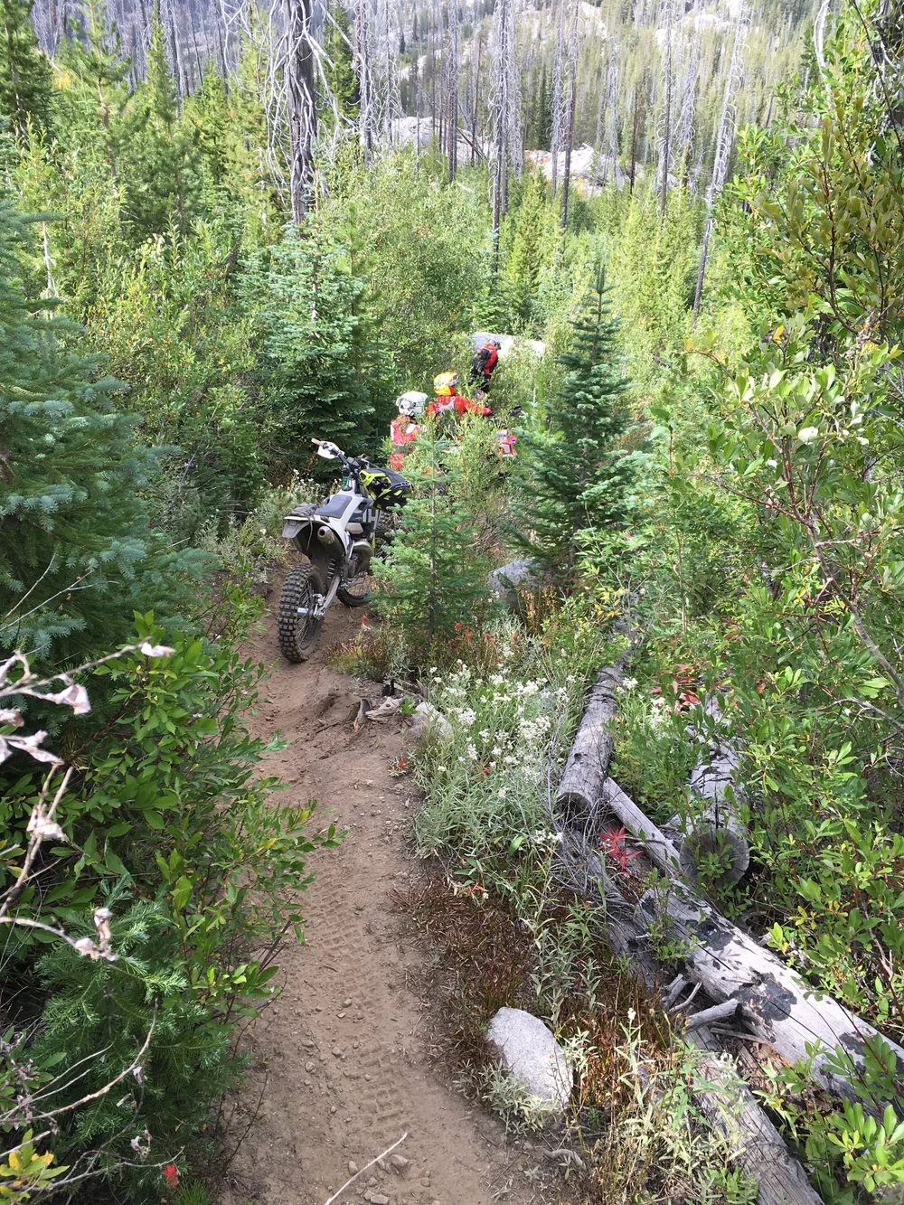 Idaho 2020 Crestline stick in bushes.JPG